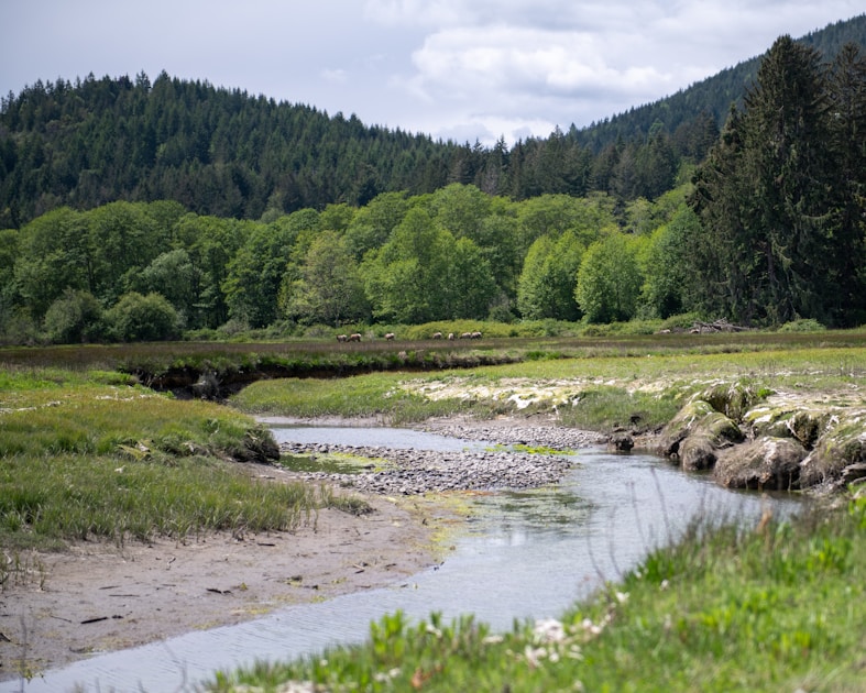 Bull elk bugling in Alberta's foothills with Rocky Mountains in the background