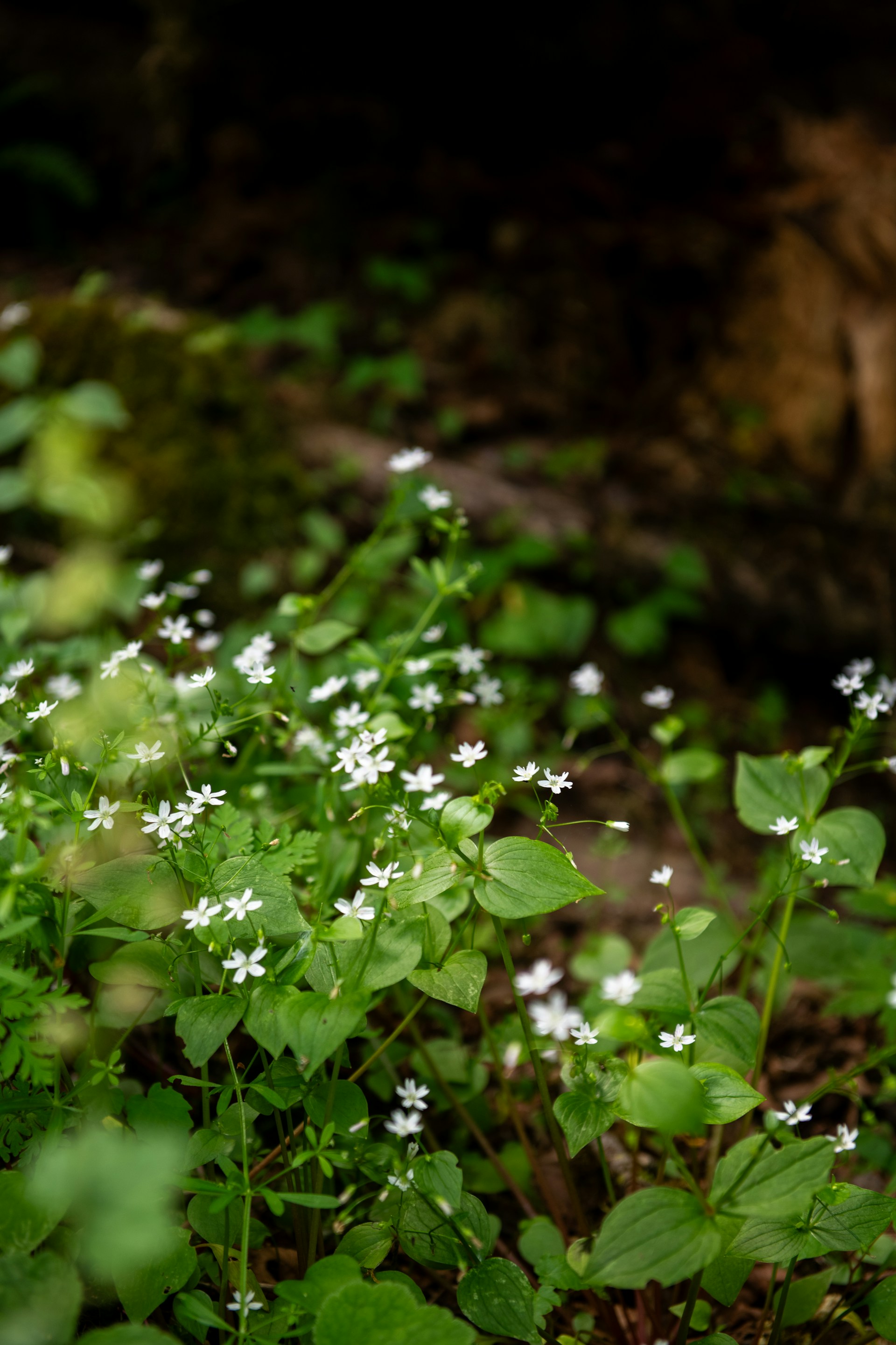 Small white wildflowers bloom in a forest setting.