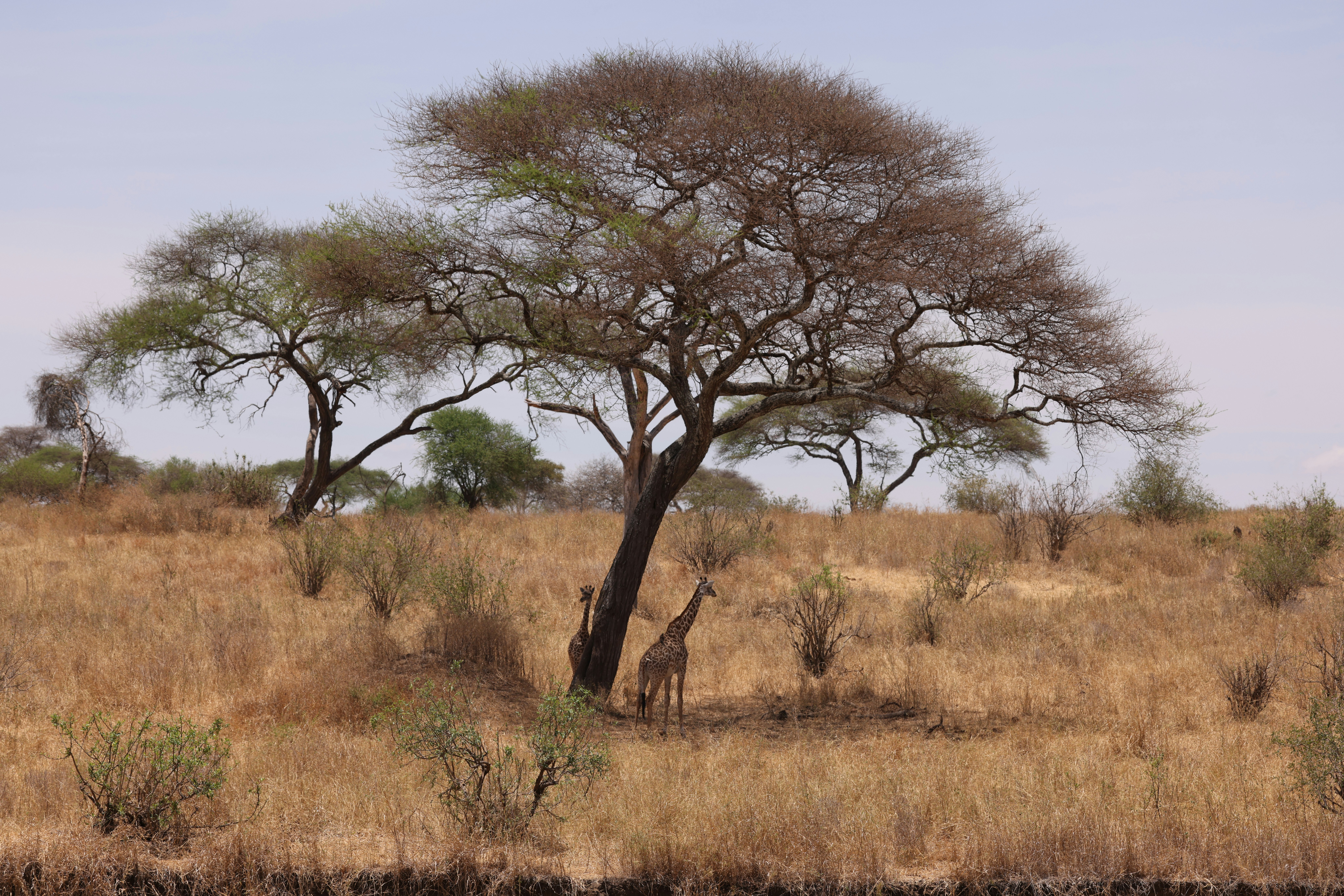 Photo by pitbullbill