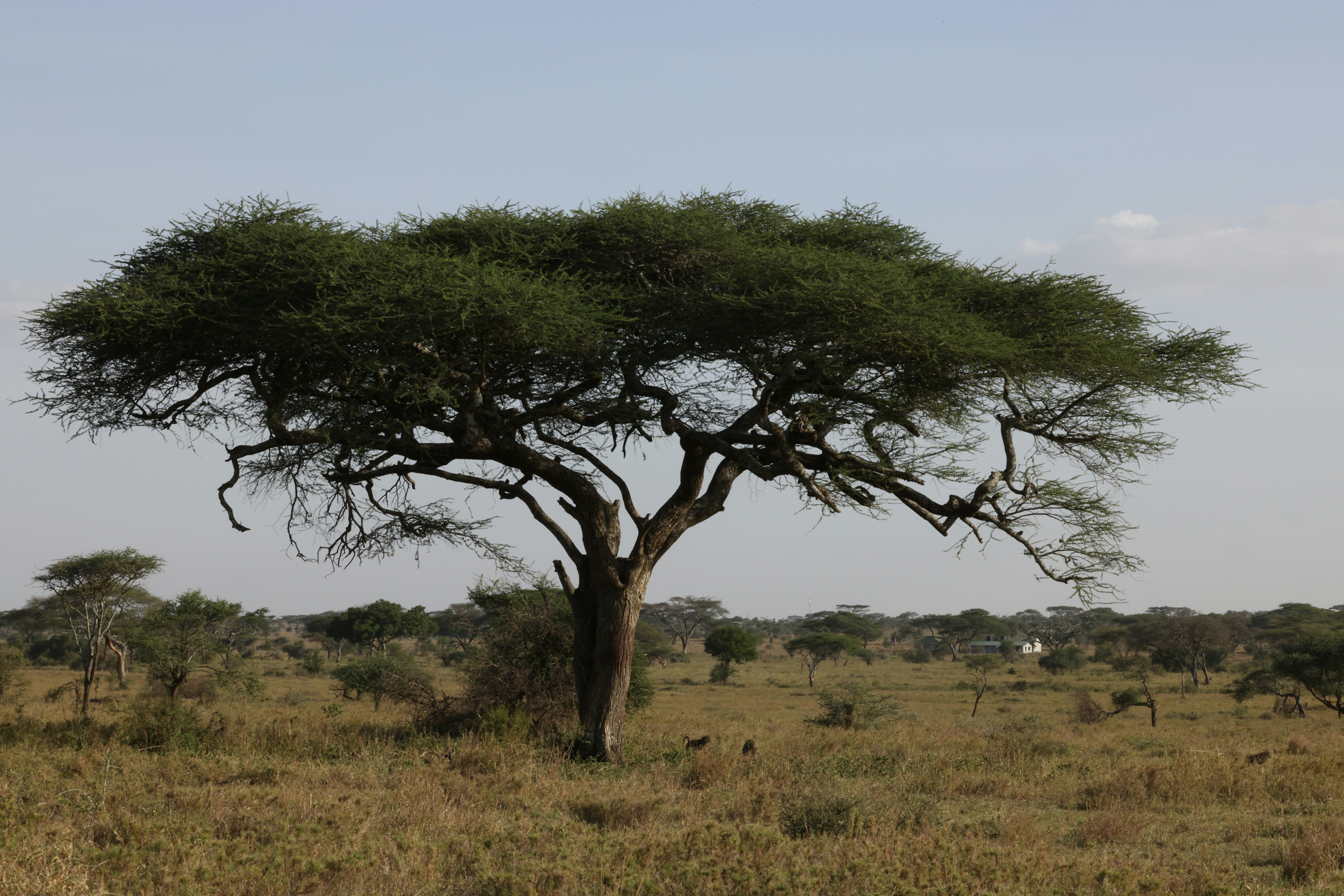 Photo by pitbullbill