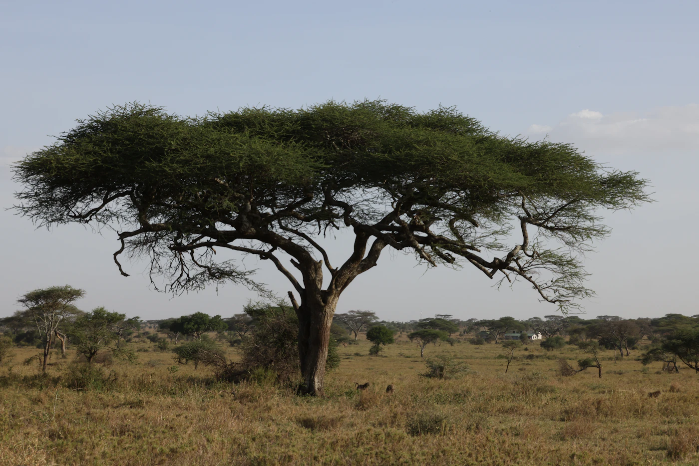 A lone acacia tree standing in open savanna