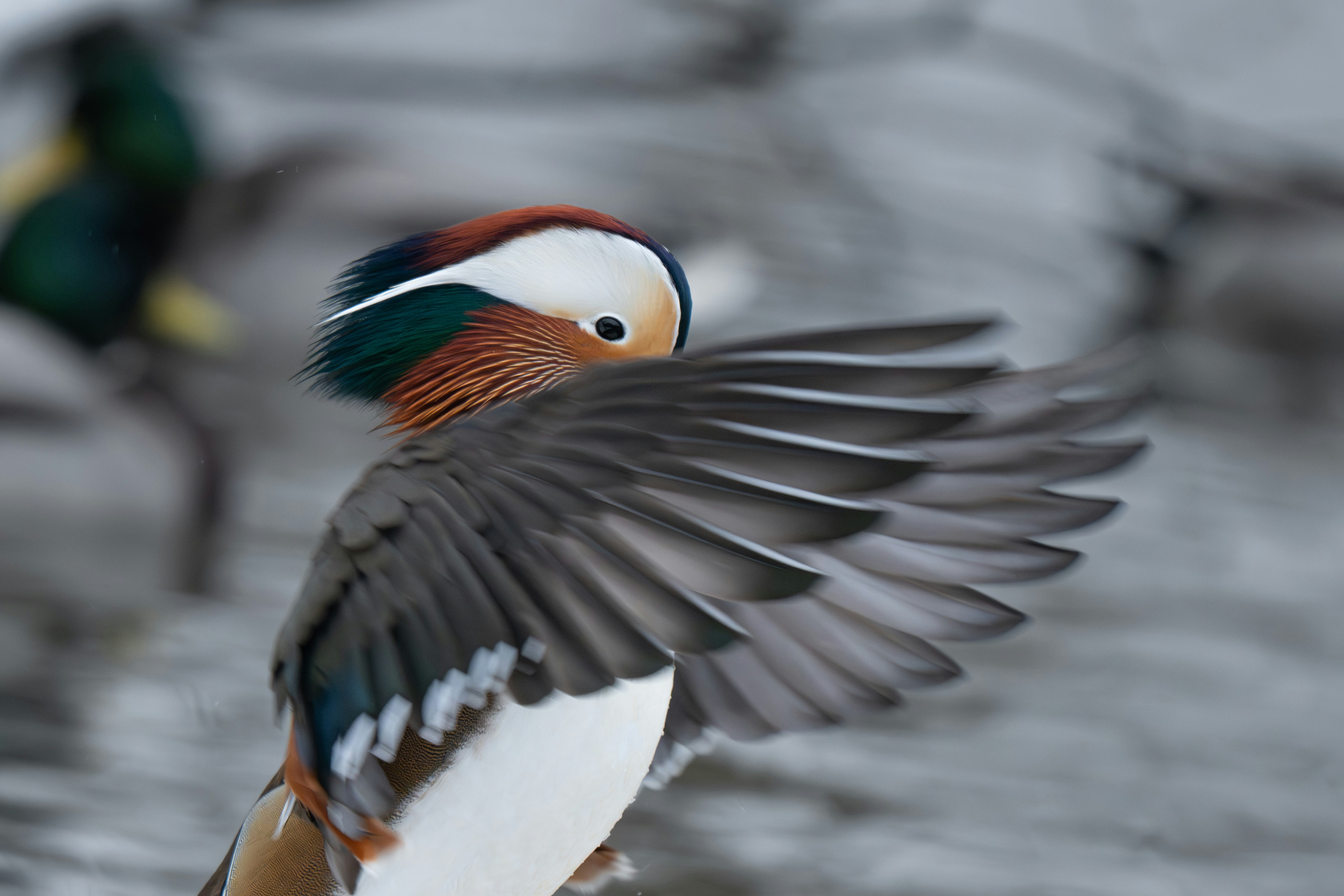 A mandarin duck preens its feathers with its wing.