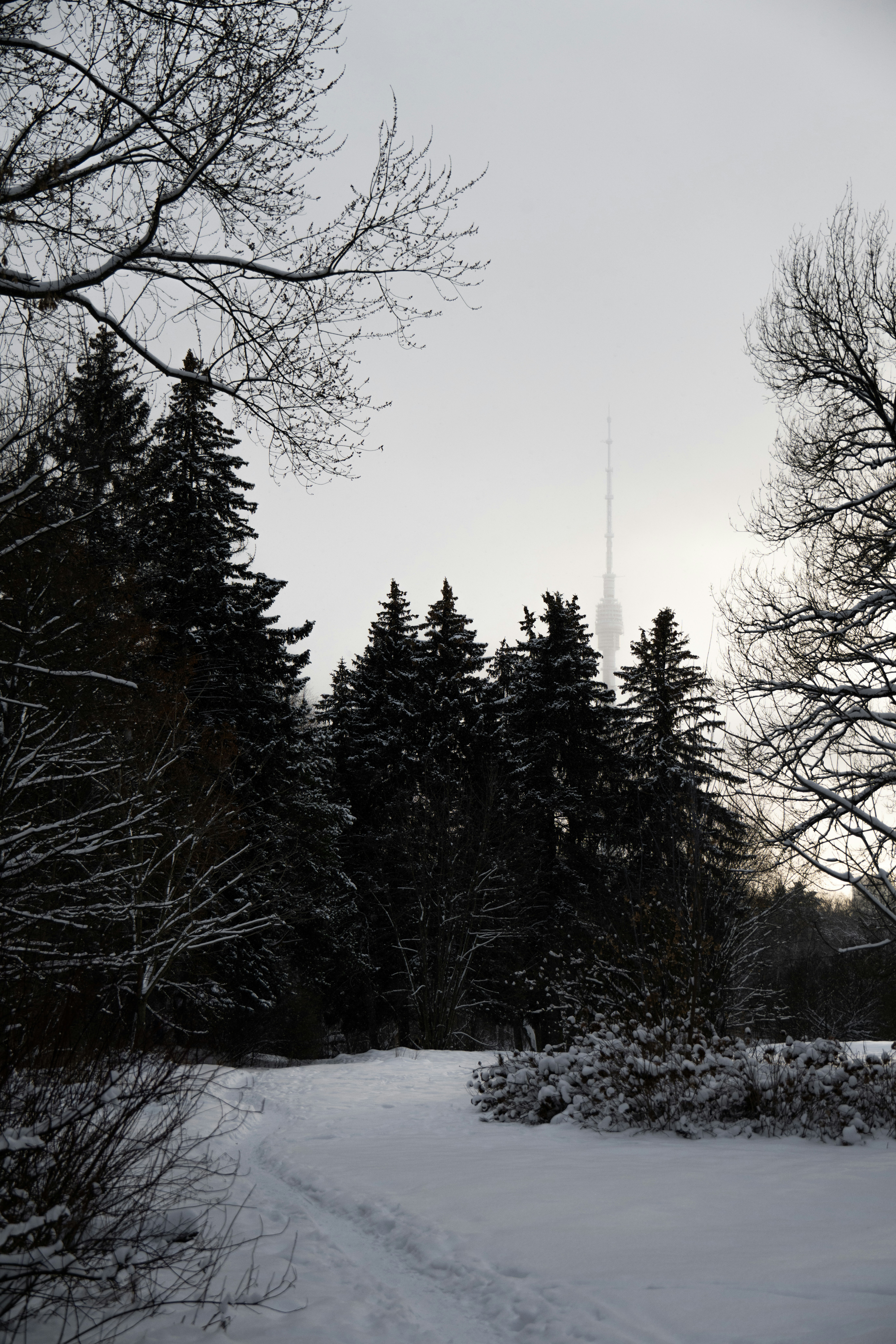 Snowy forest path with distant tower on overcast day