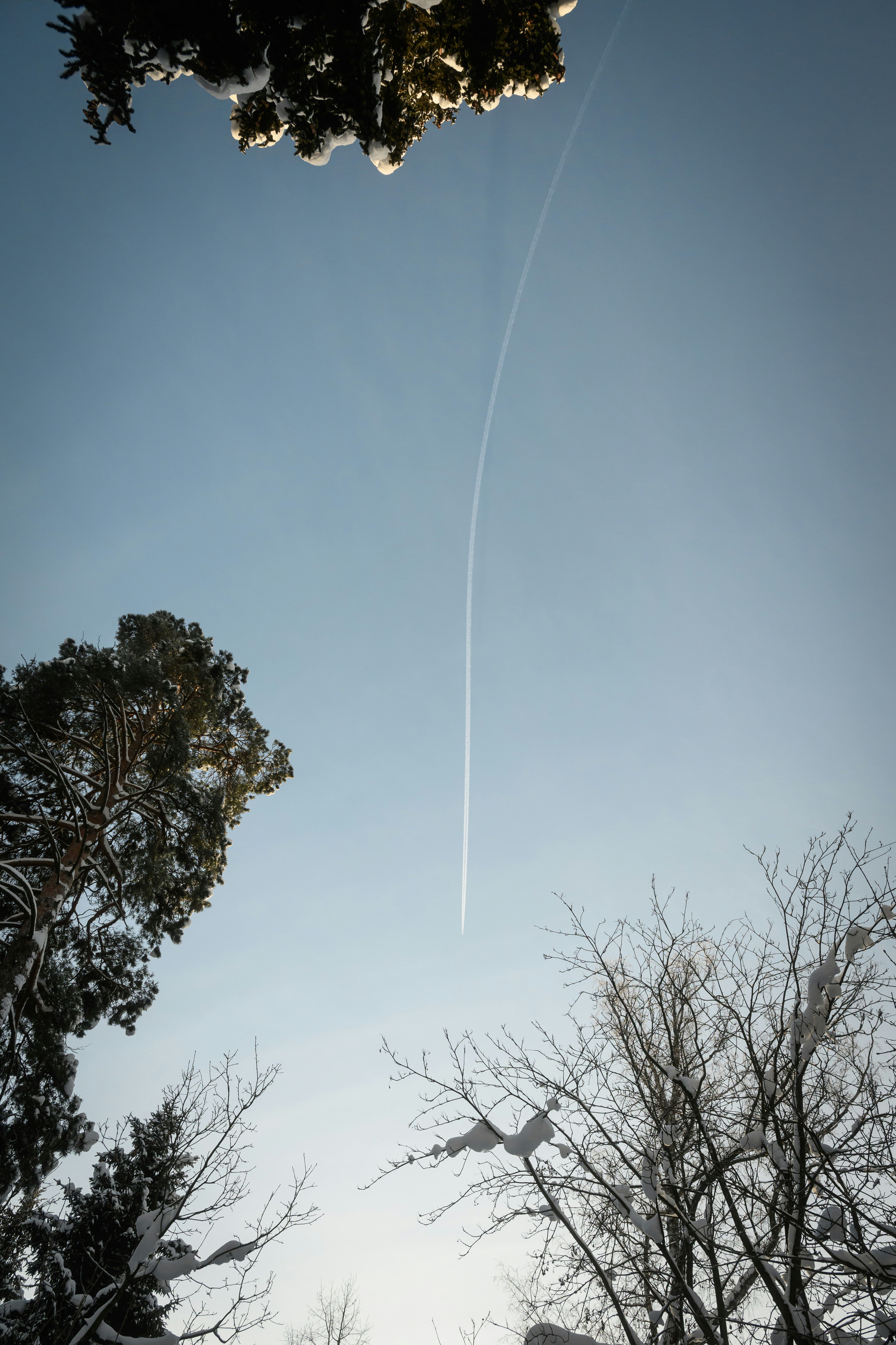 Airplane contrail in a clear sky above snow-covered trees
