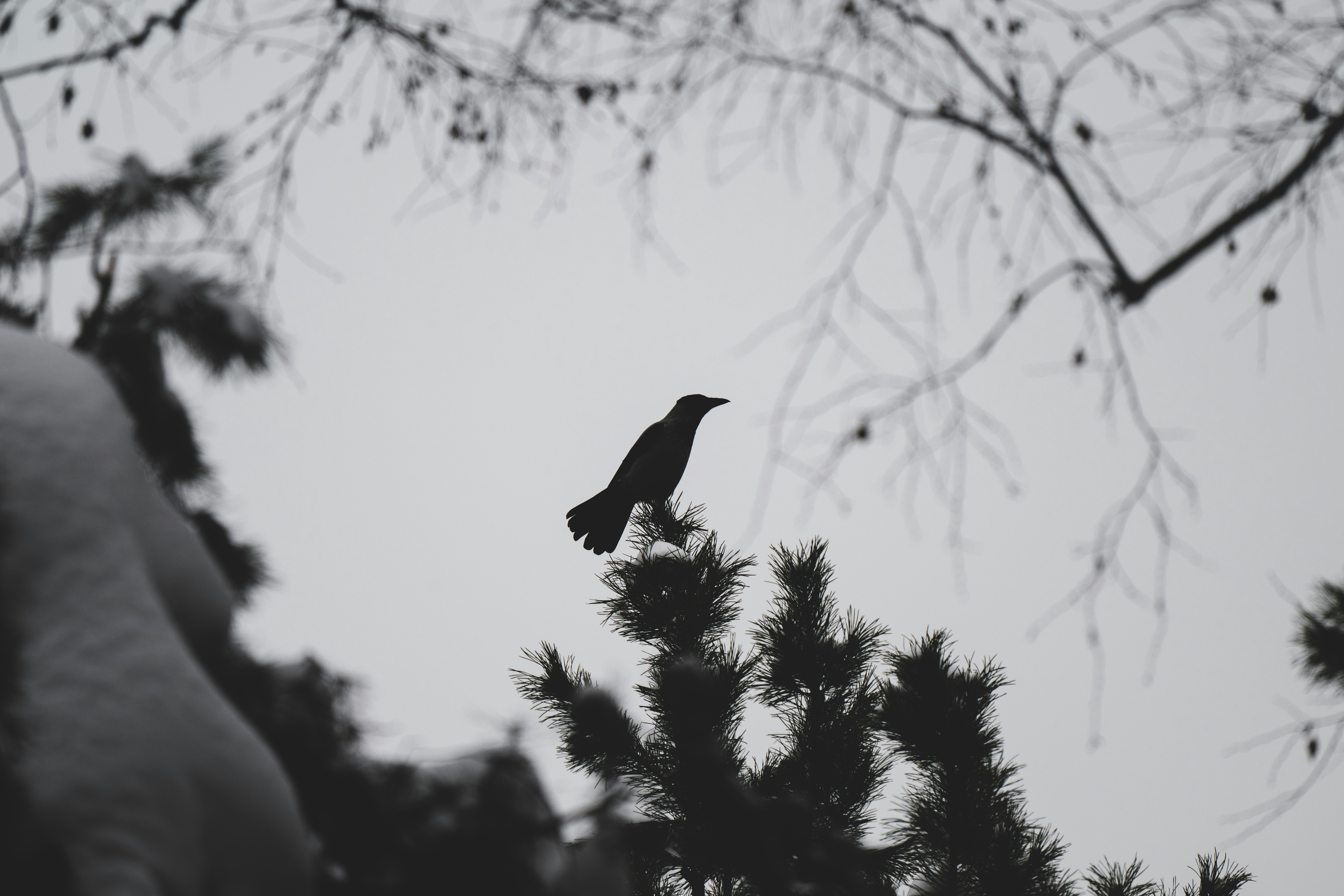 Photo by andreystrizhkov