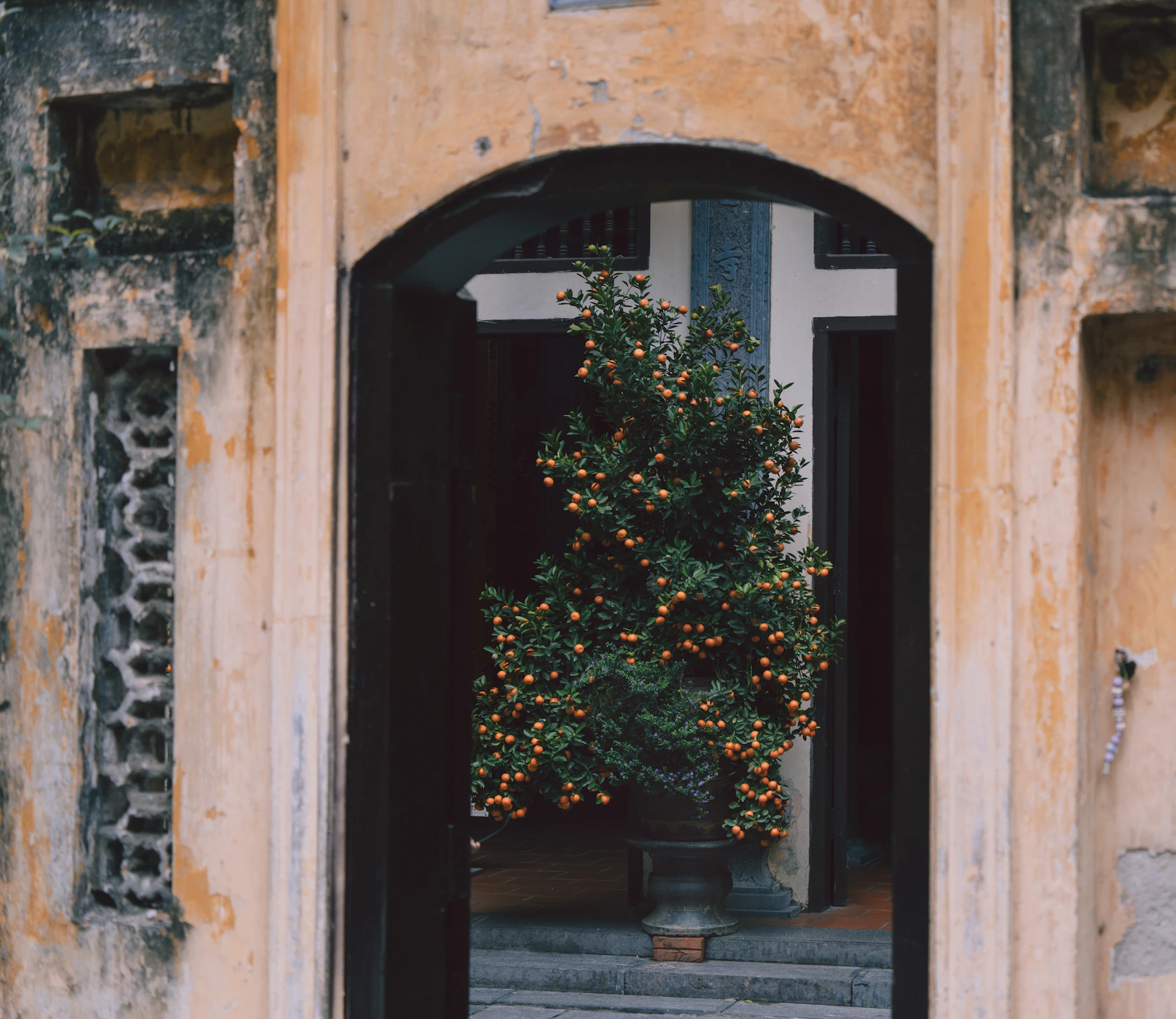 A potted kumquat tree heavy with orange fruit, seen through an arched doorway in a weathered yellow wall