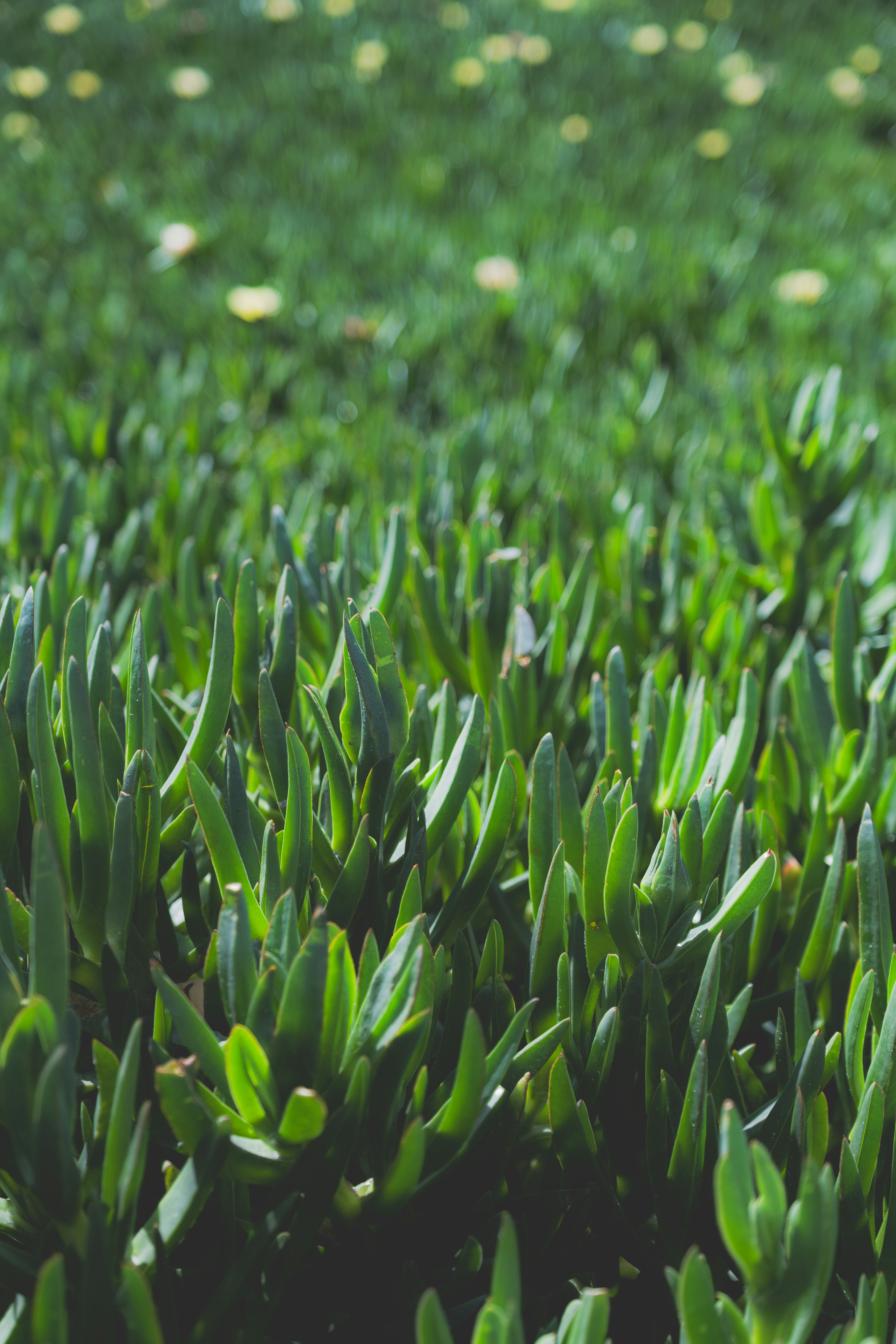 Photo by meanwhileinsandiego