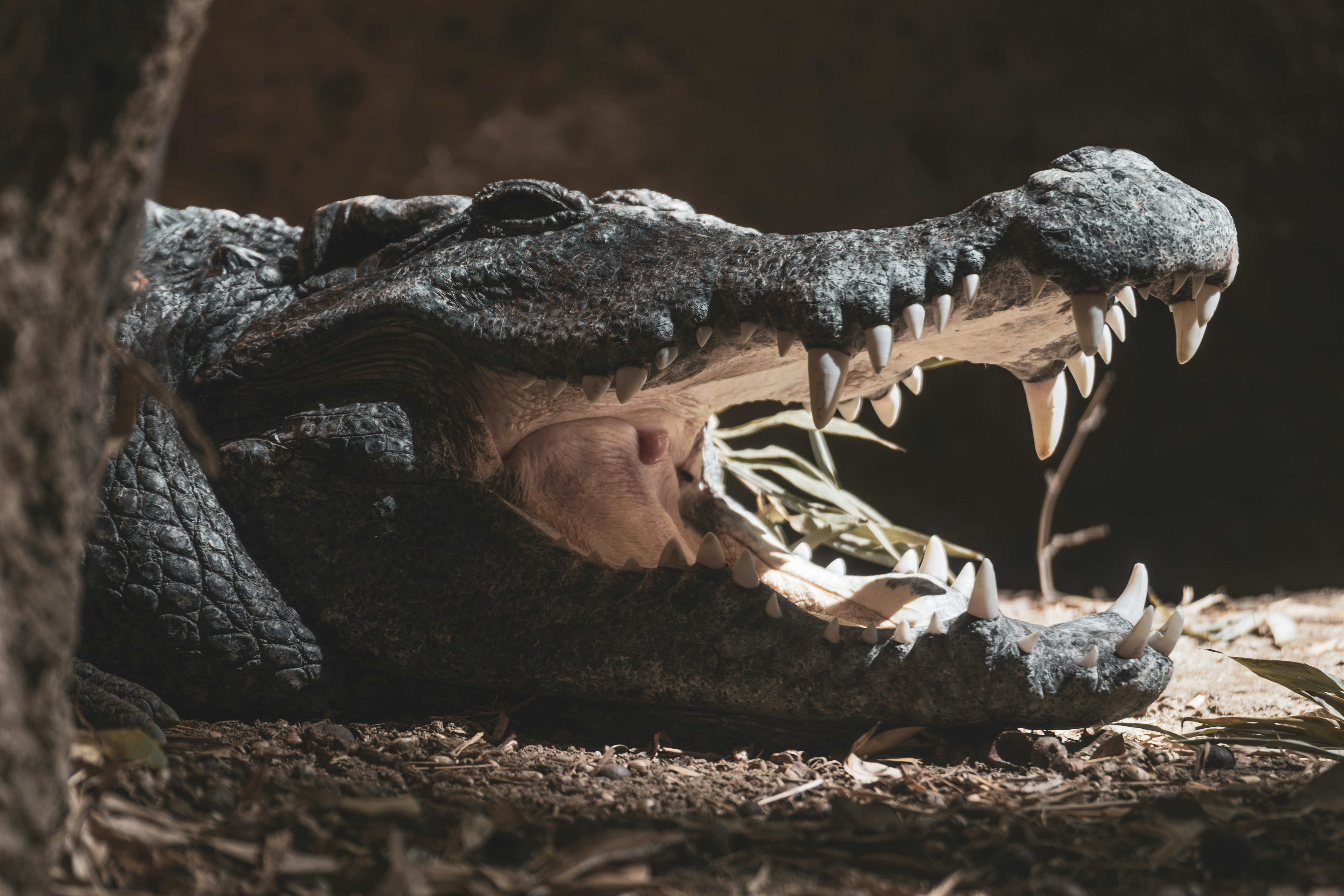 A crocodile with its mouth wide open