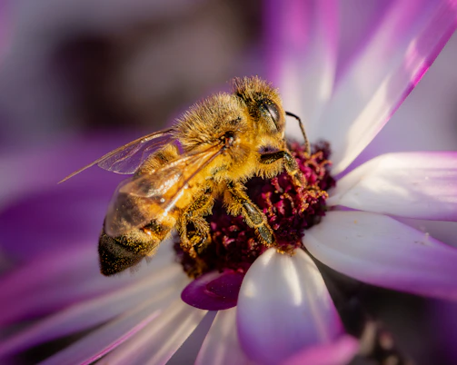 A bee collects nectar from a purple and white flower.