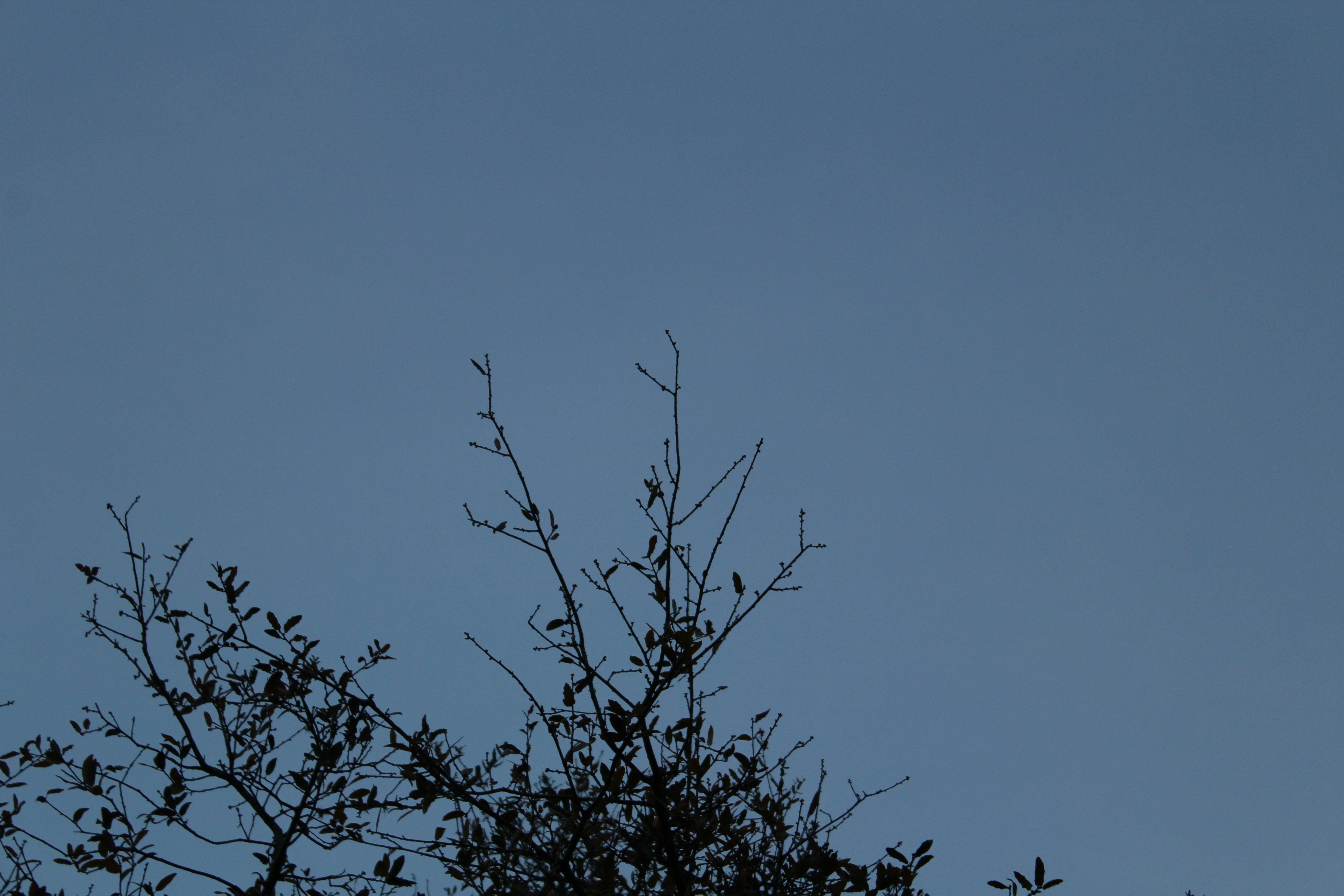 Photo by armadillomike