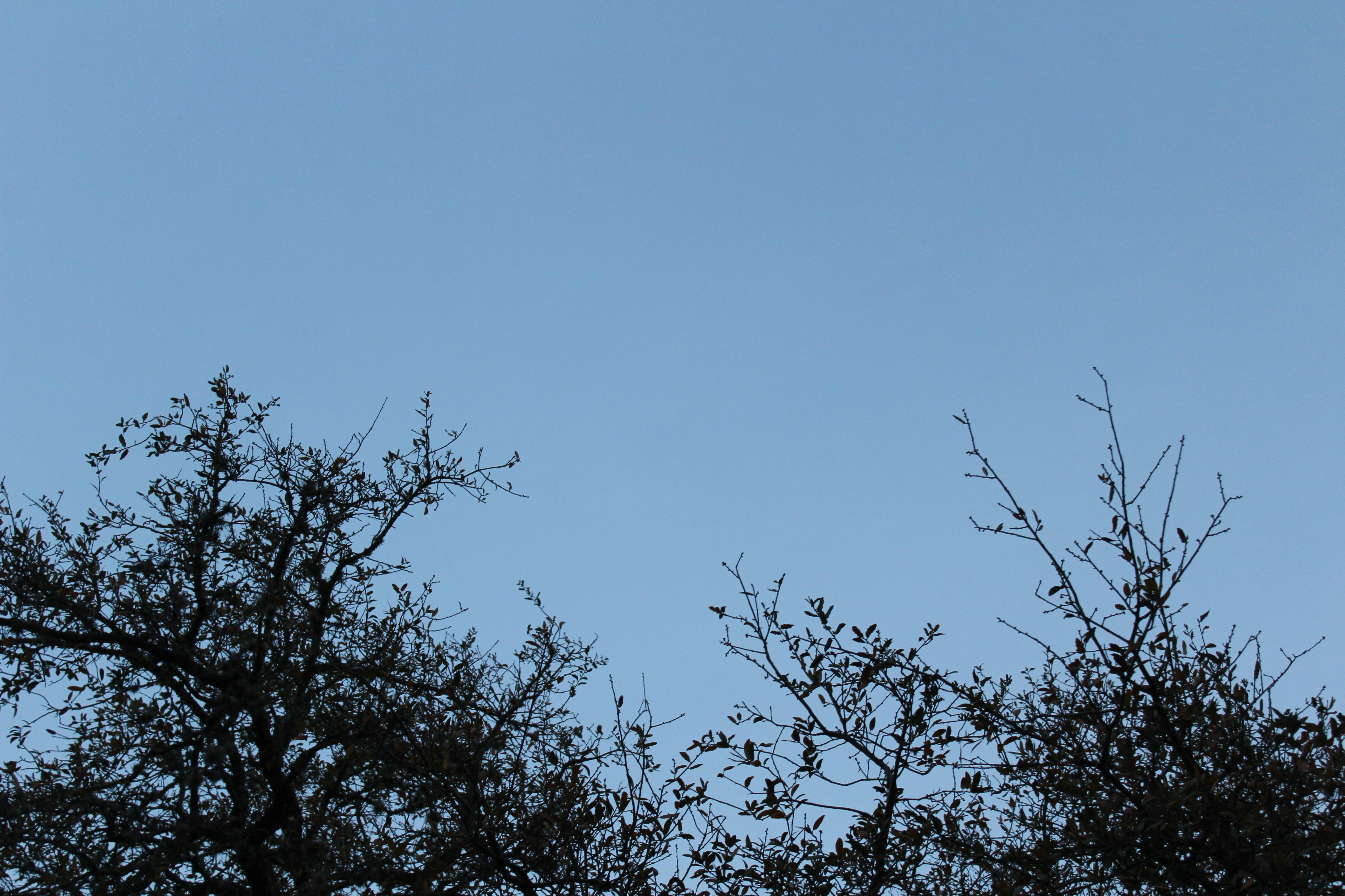 Photo by armadillomike