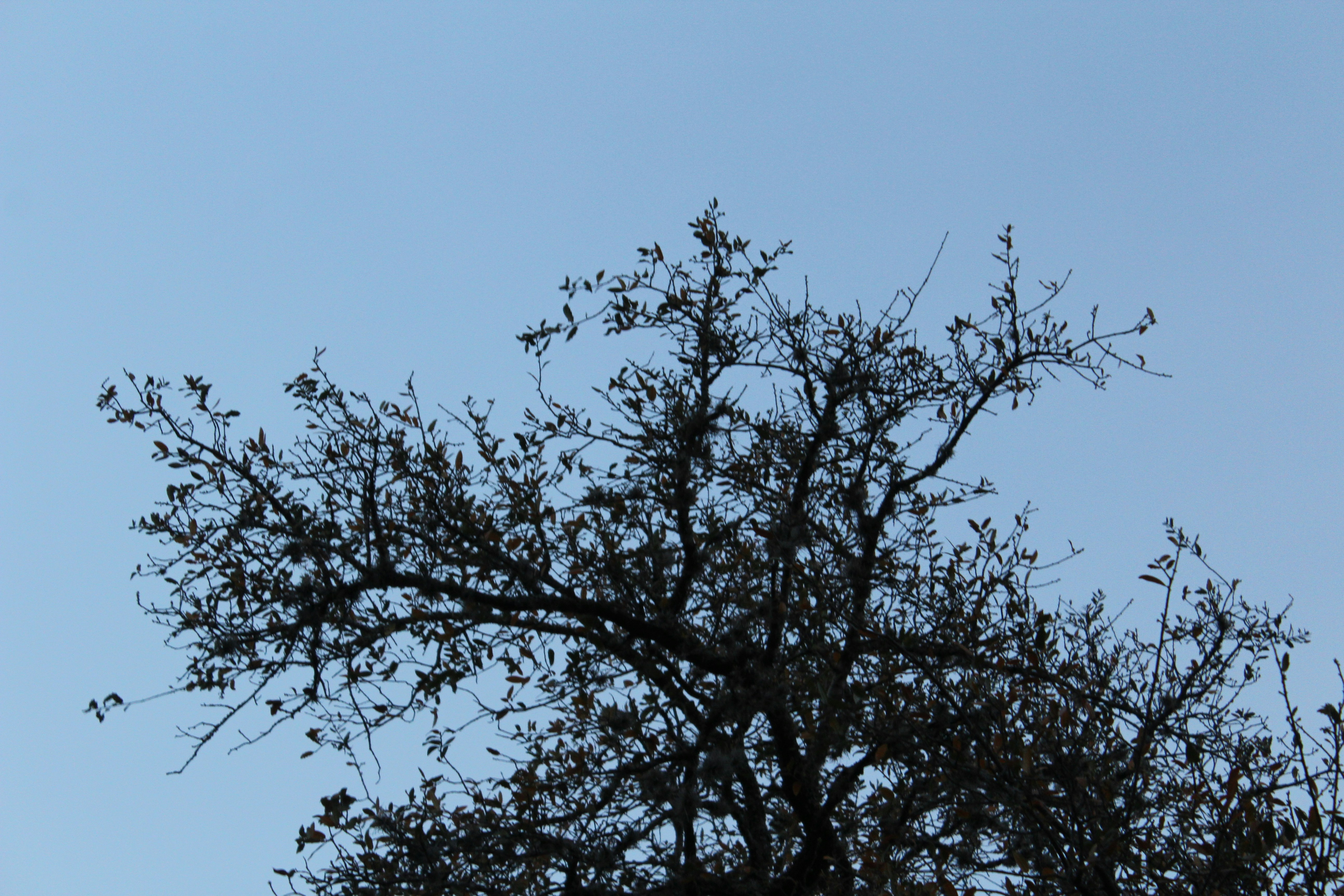 Photo by armadillomike