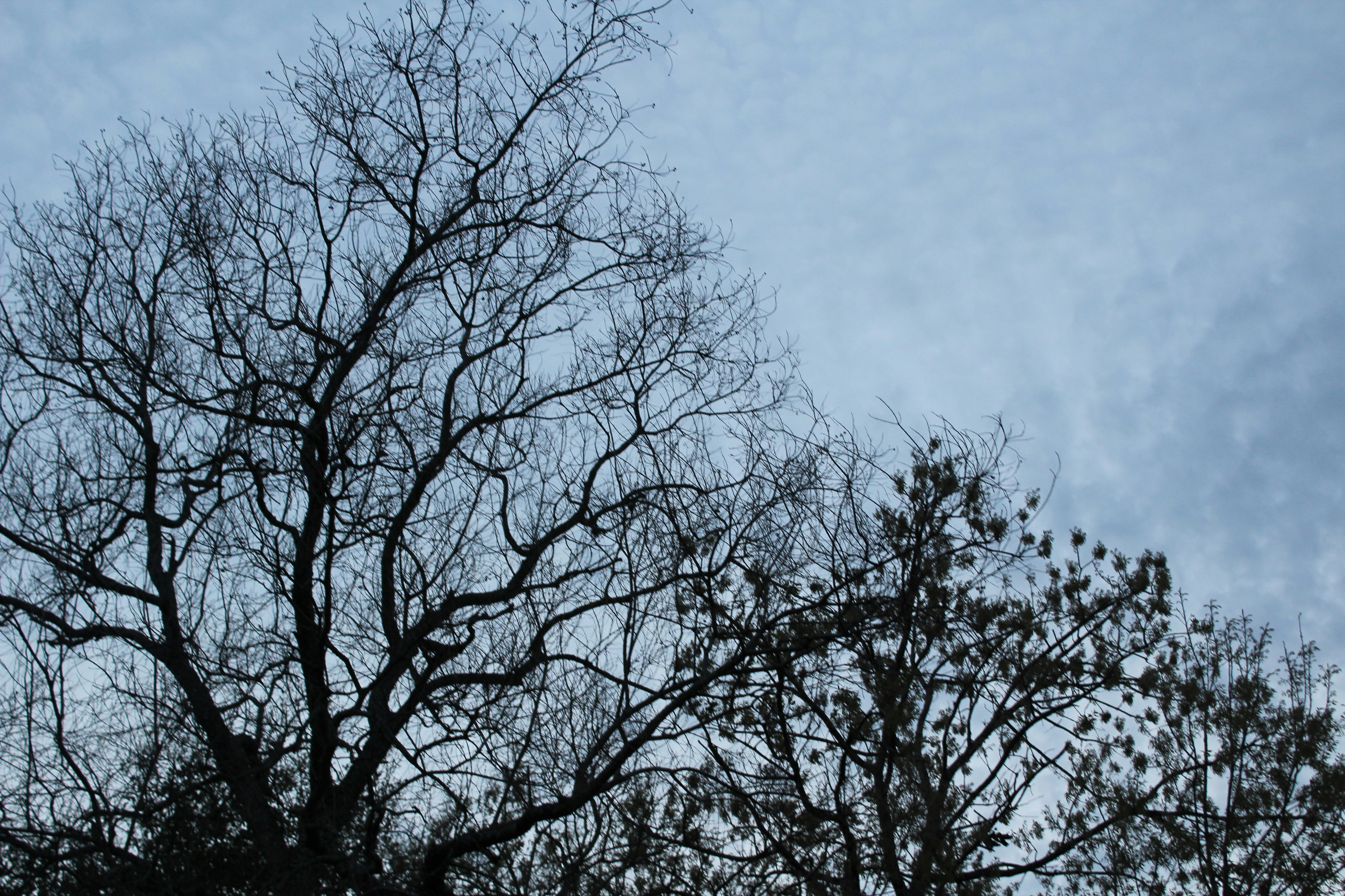 Photo by armadillomike