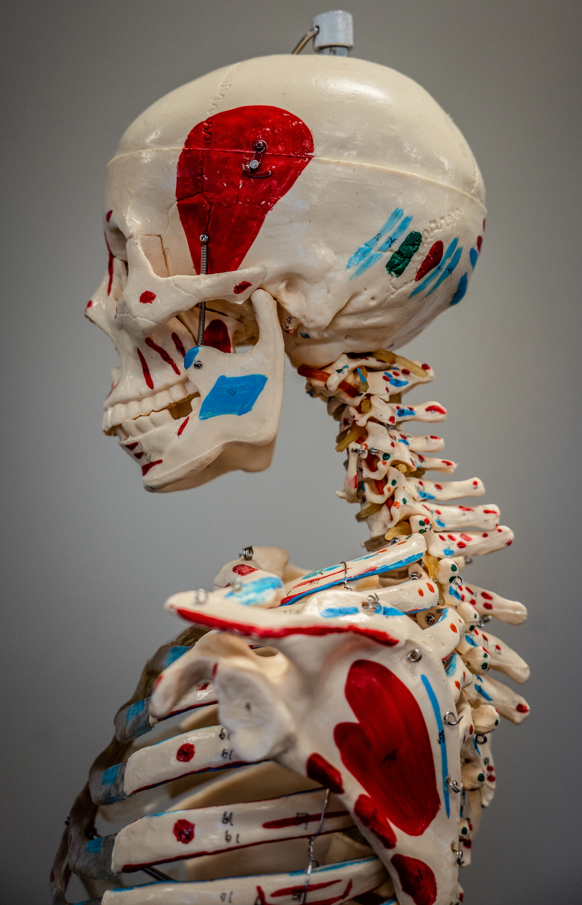 Anatomical model of a human skeleton skull and torso.