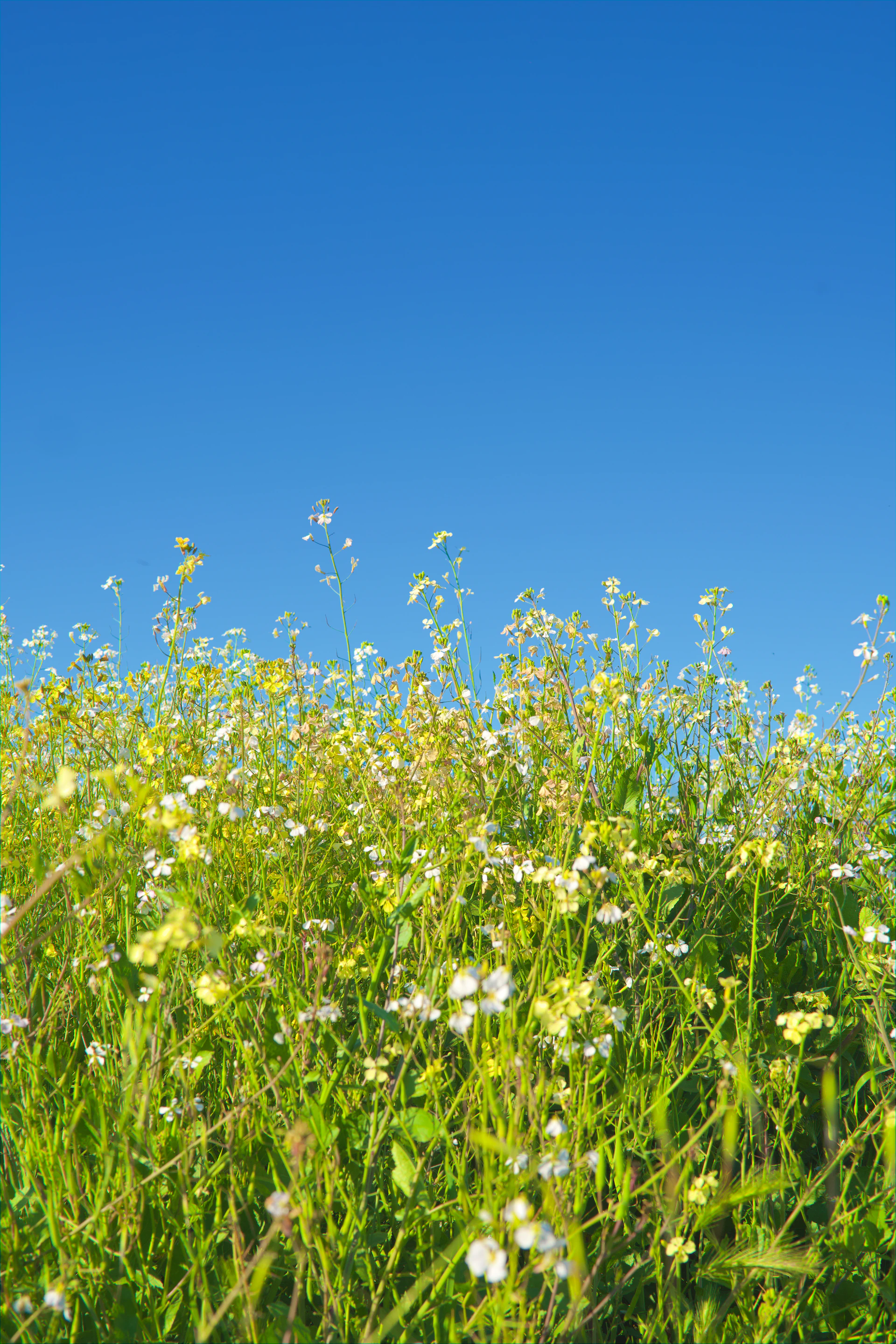 Wildflowers and green grass under a clear blue sky