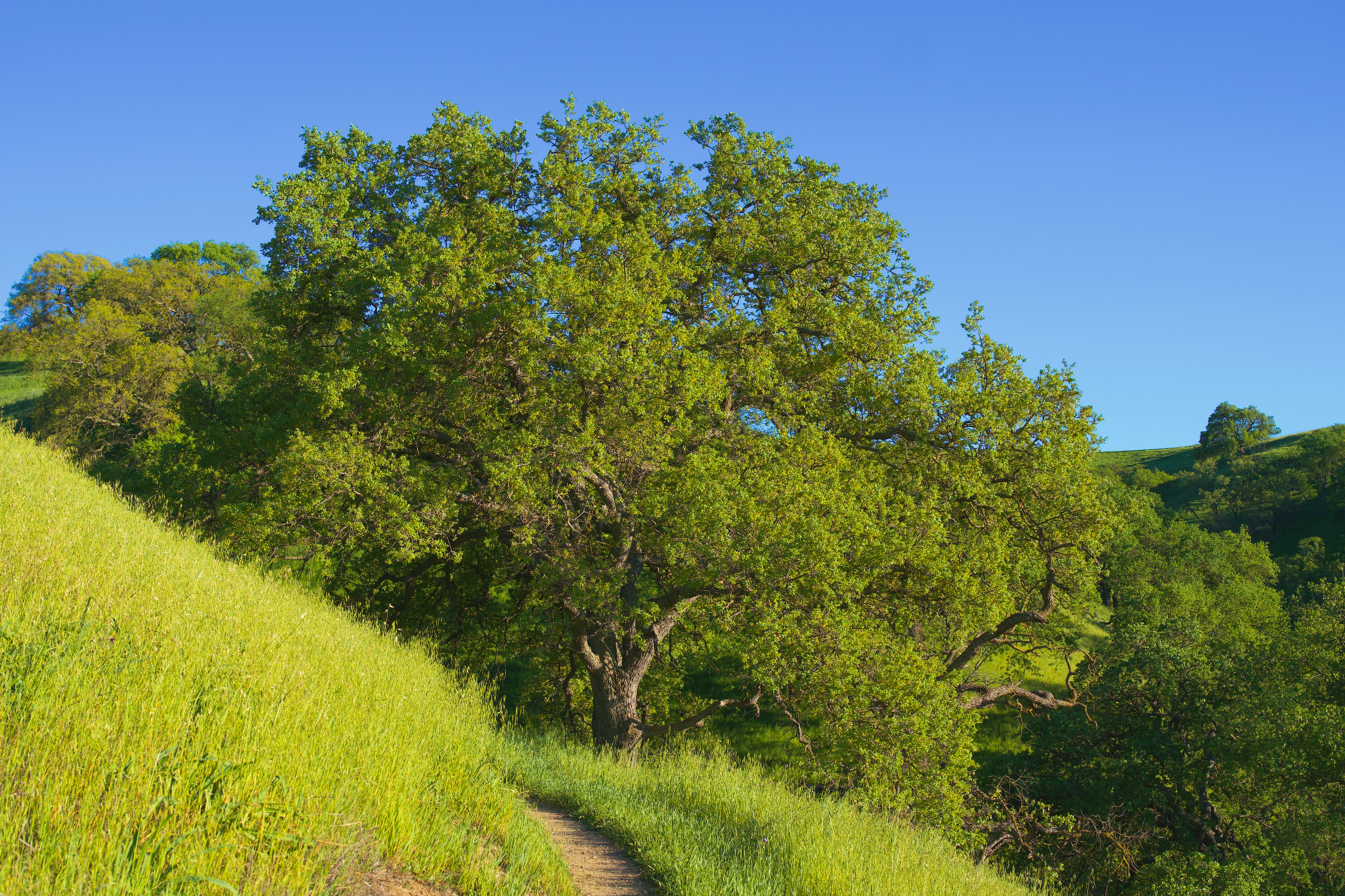A single large oak tree on a grassy hillside 풍경 사진