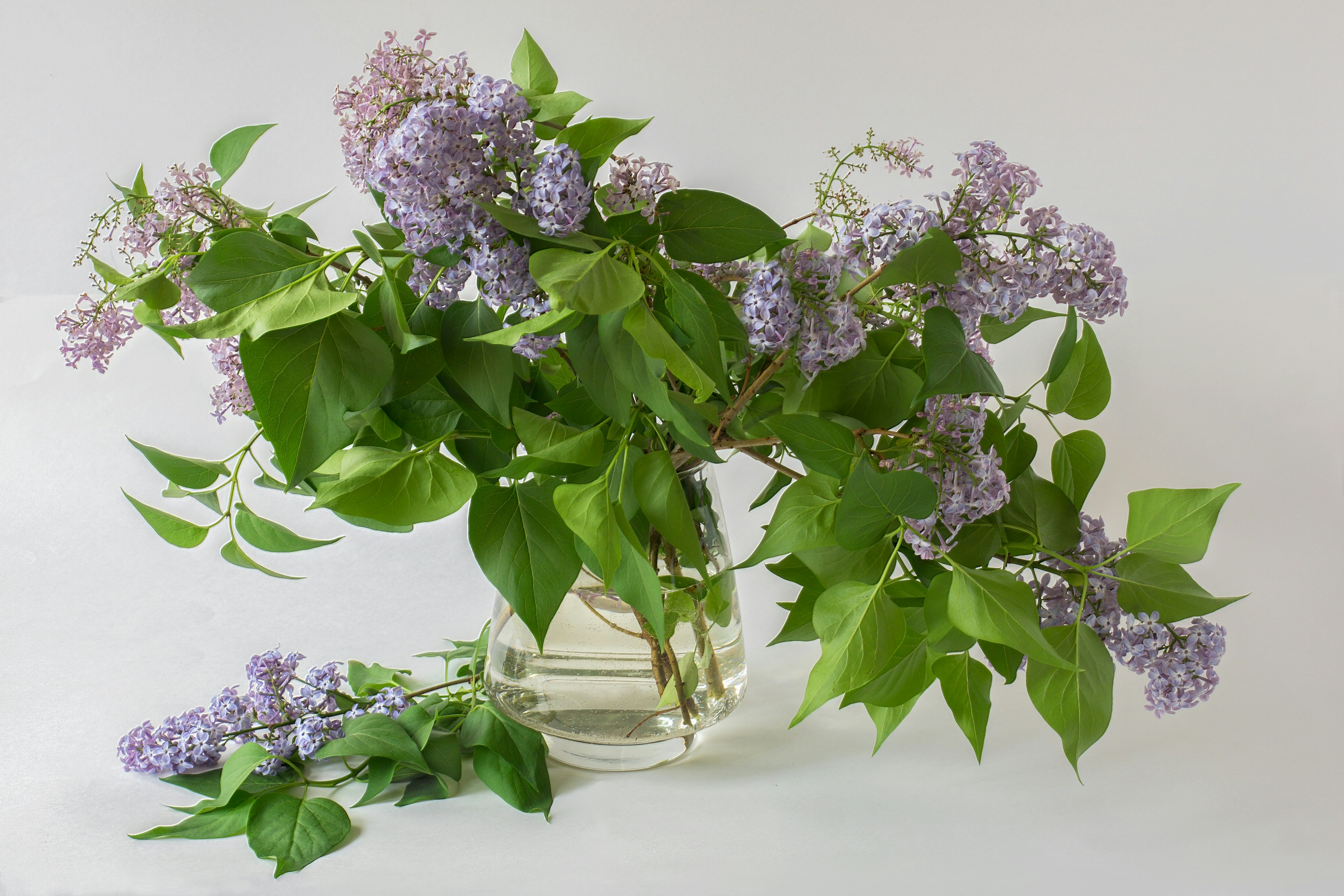 A bouquet of purple lilacs in a glass vase.