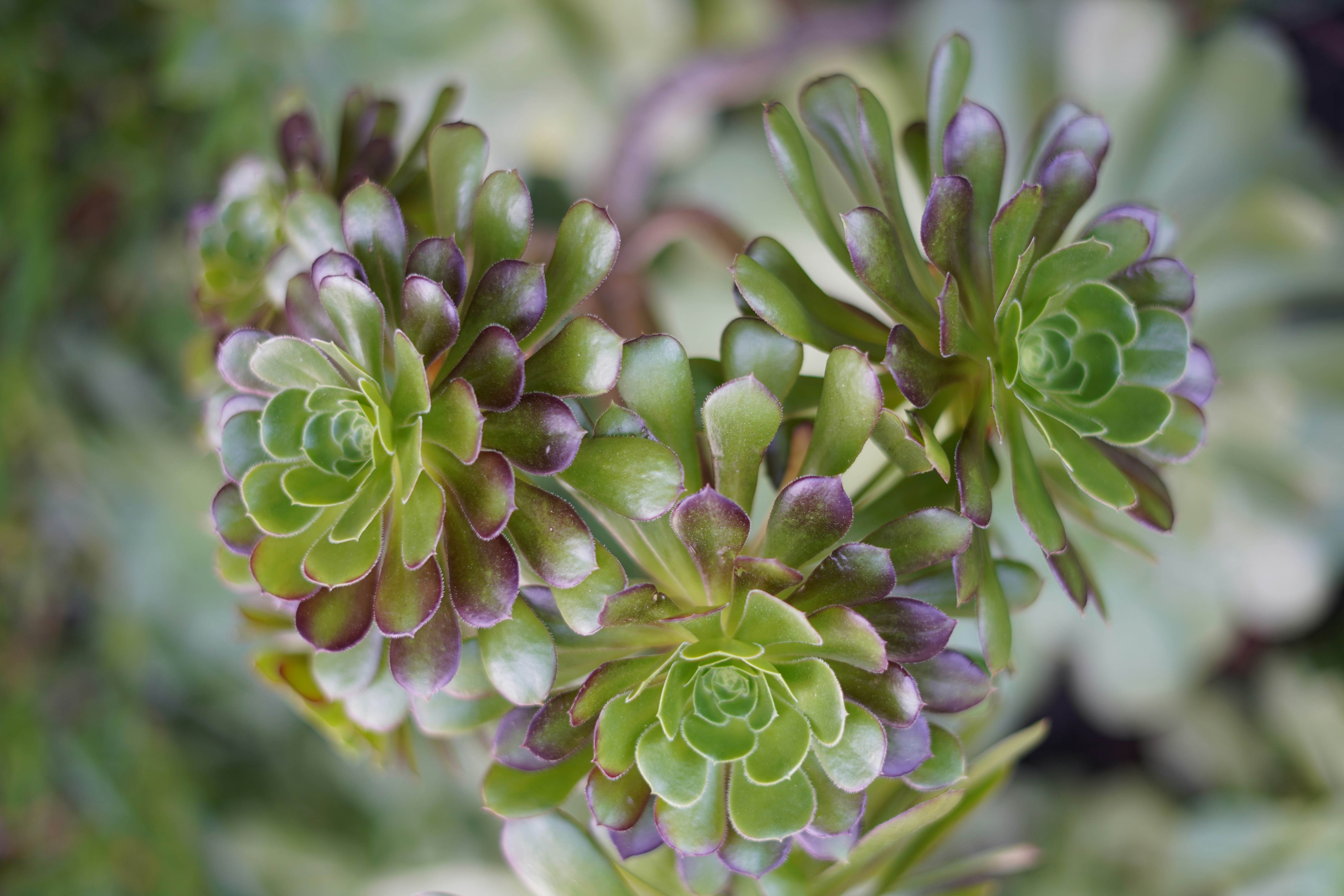 Photo by drlarryaustin