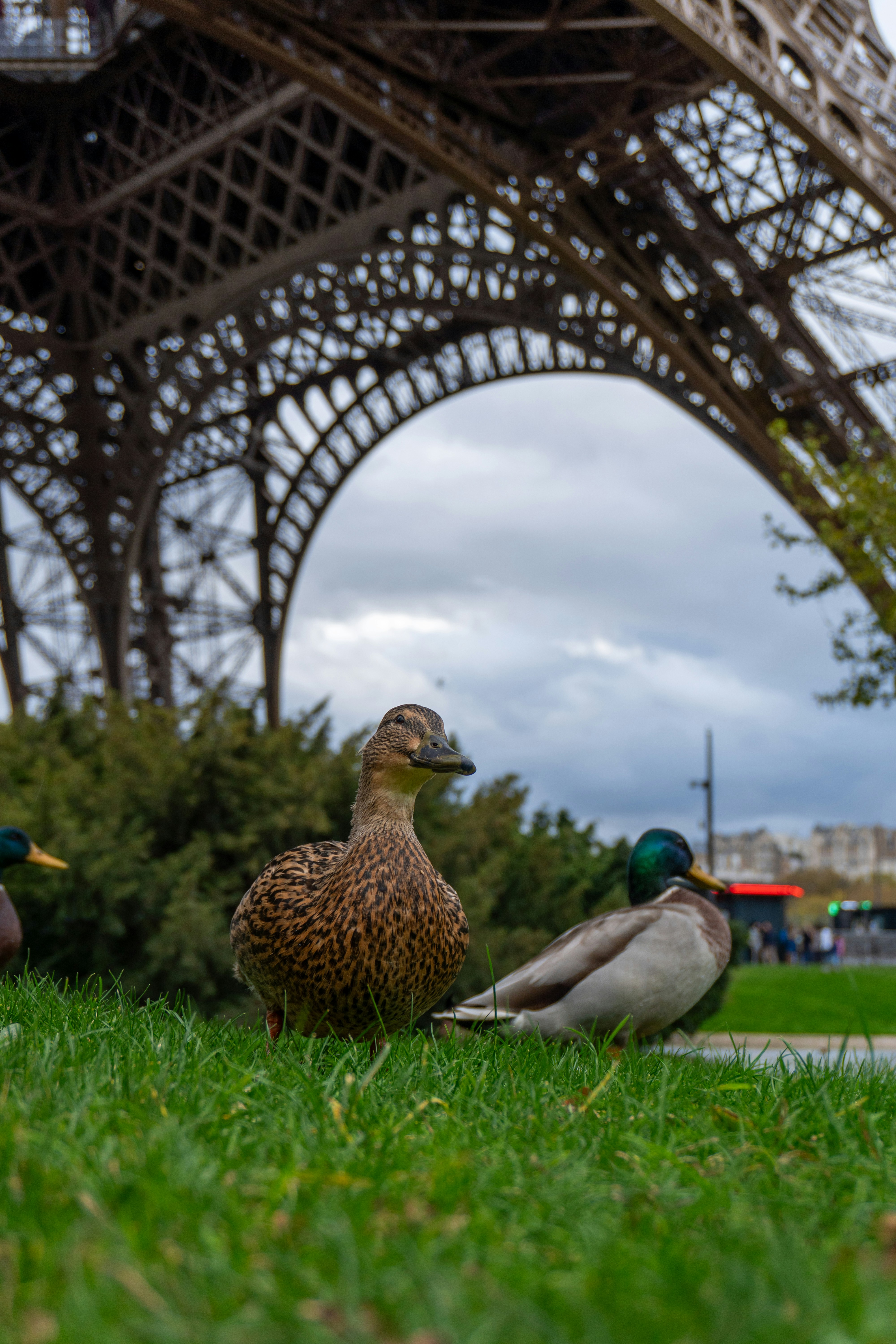 Ducks resting on grass near the eiffel tower.