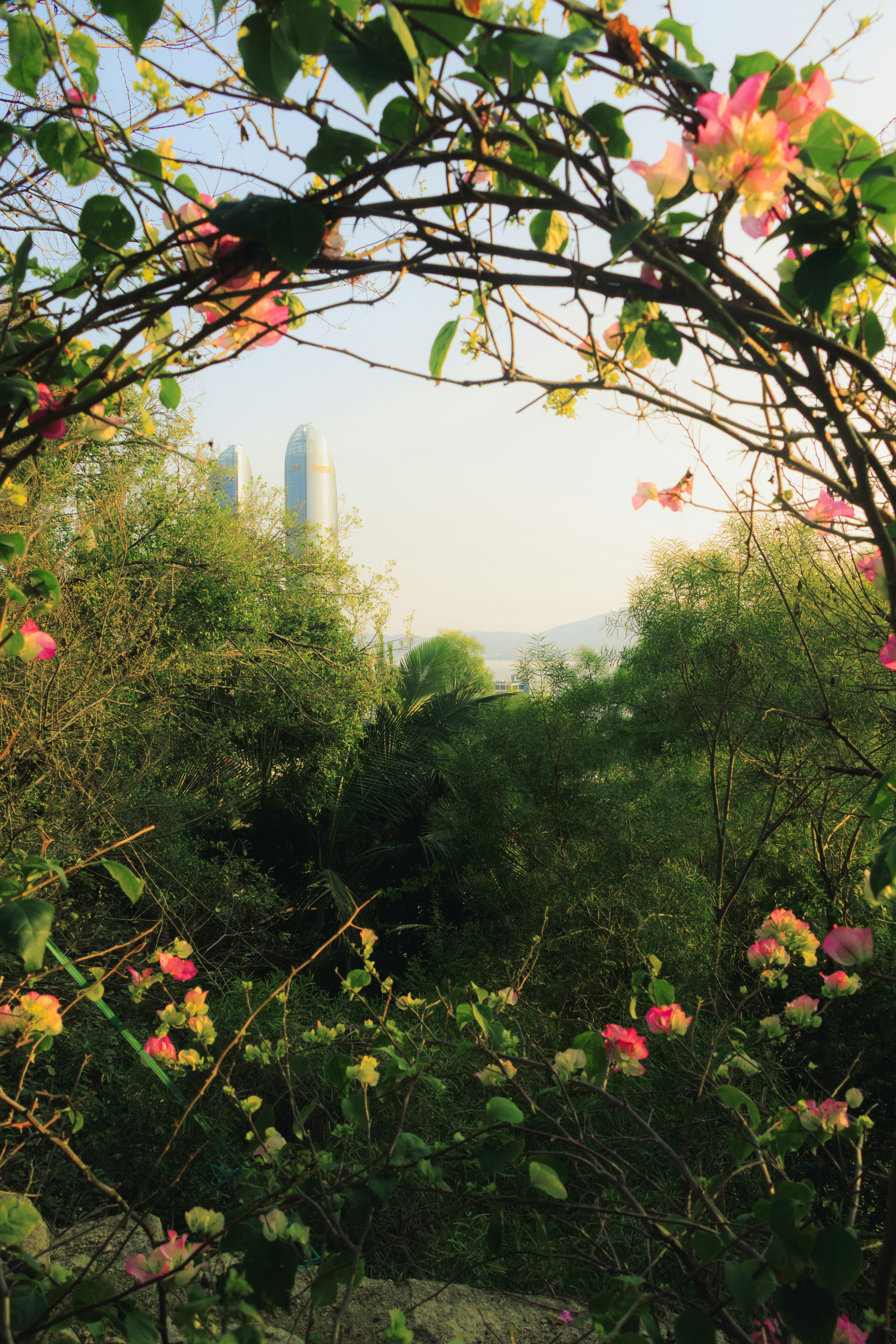 Photo of Archway of blooming flowers overlooks a hazy cityscape. by Karwin Luo