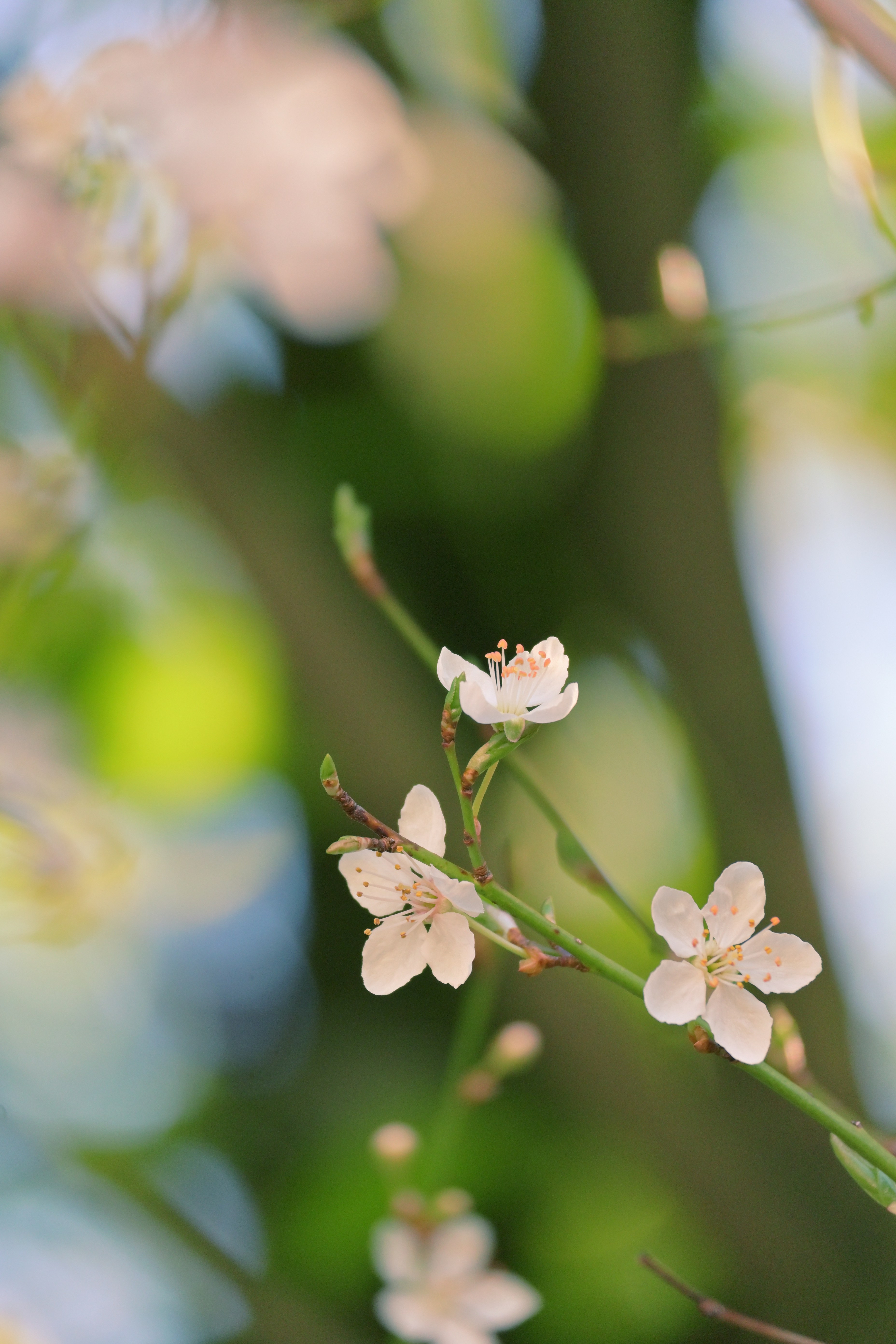 Photo by fleeting_glow