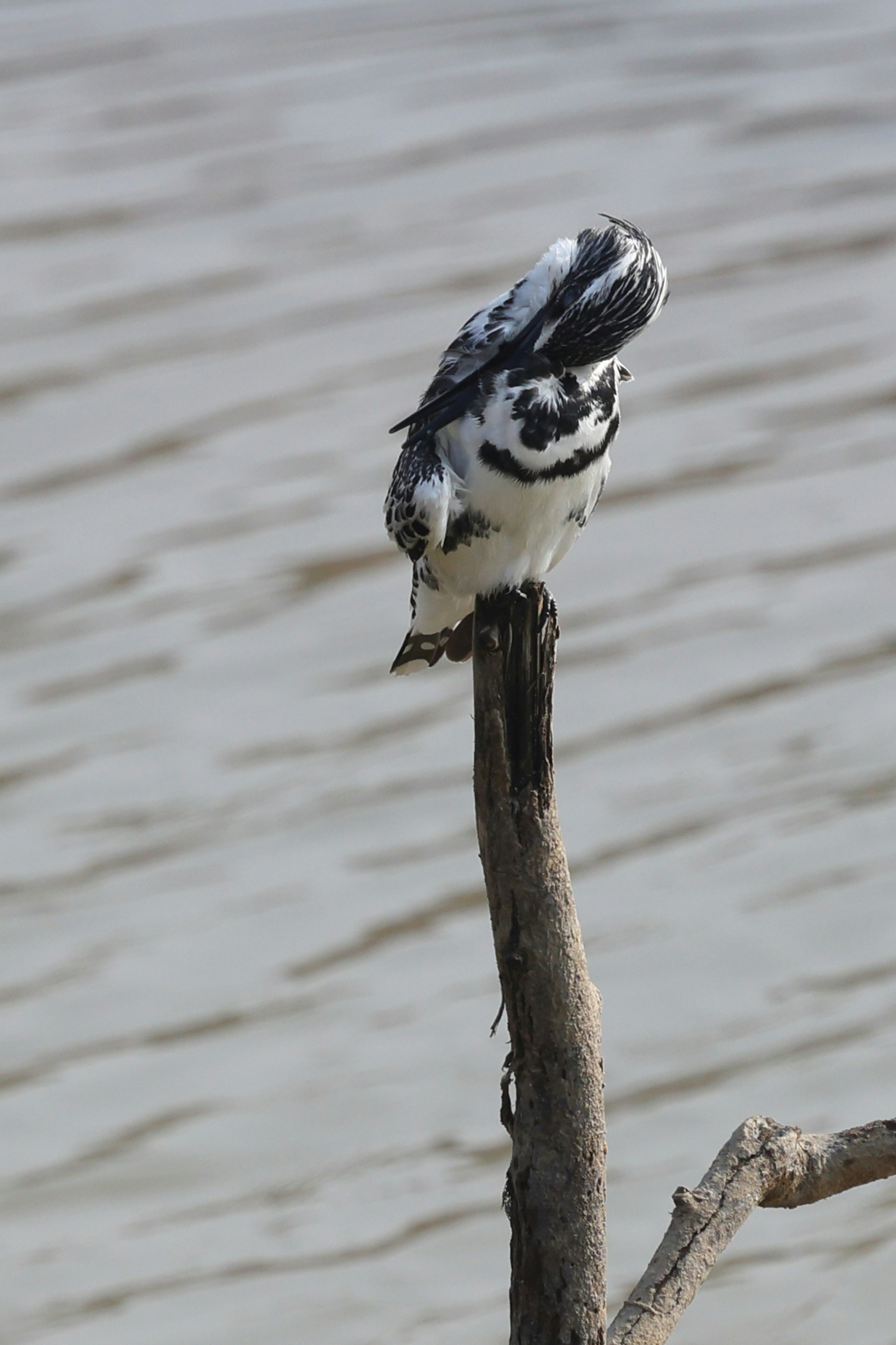 Ratten-Eisvogel putzt sich auf einem toten Ast in Wassernähe
