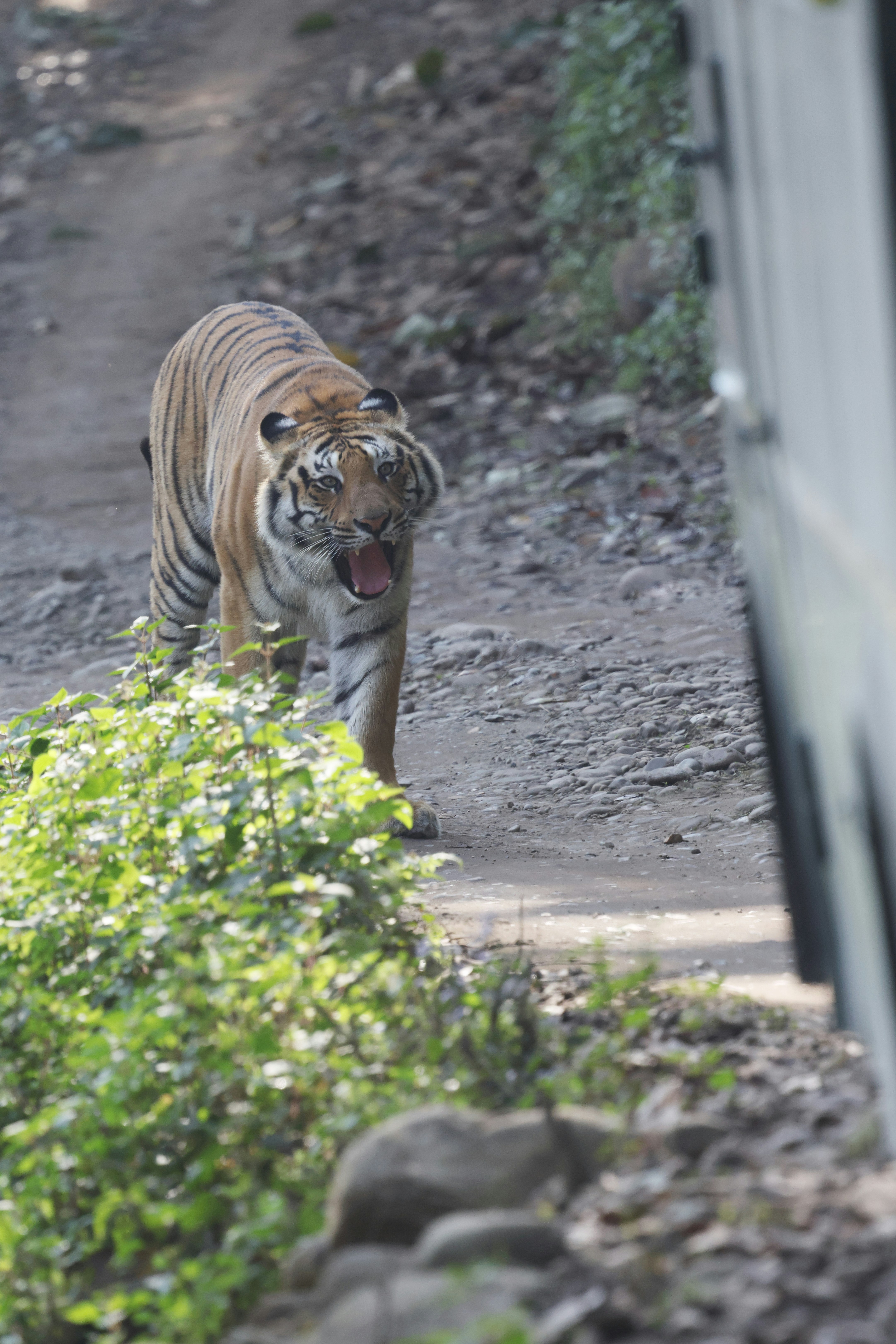 Ein Tiger läuft auf einem Feldweg in der Nähe von Grünflächen.