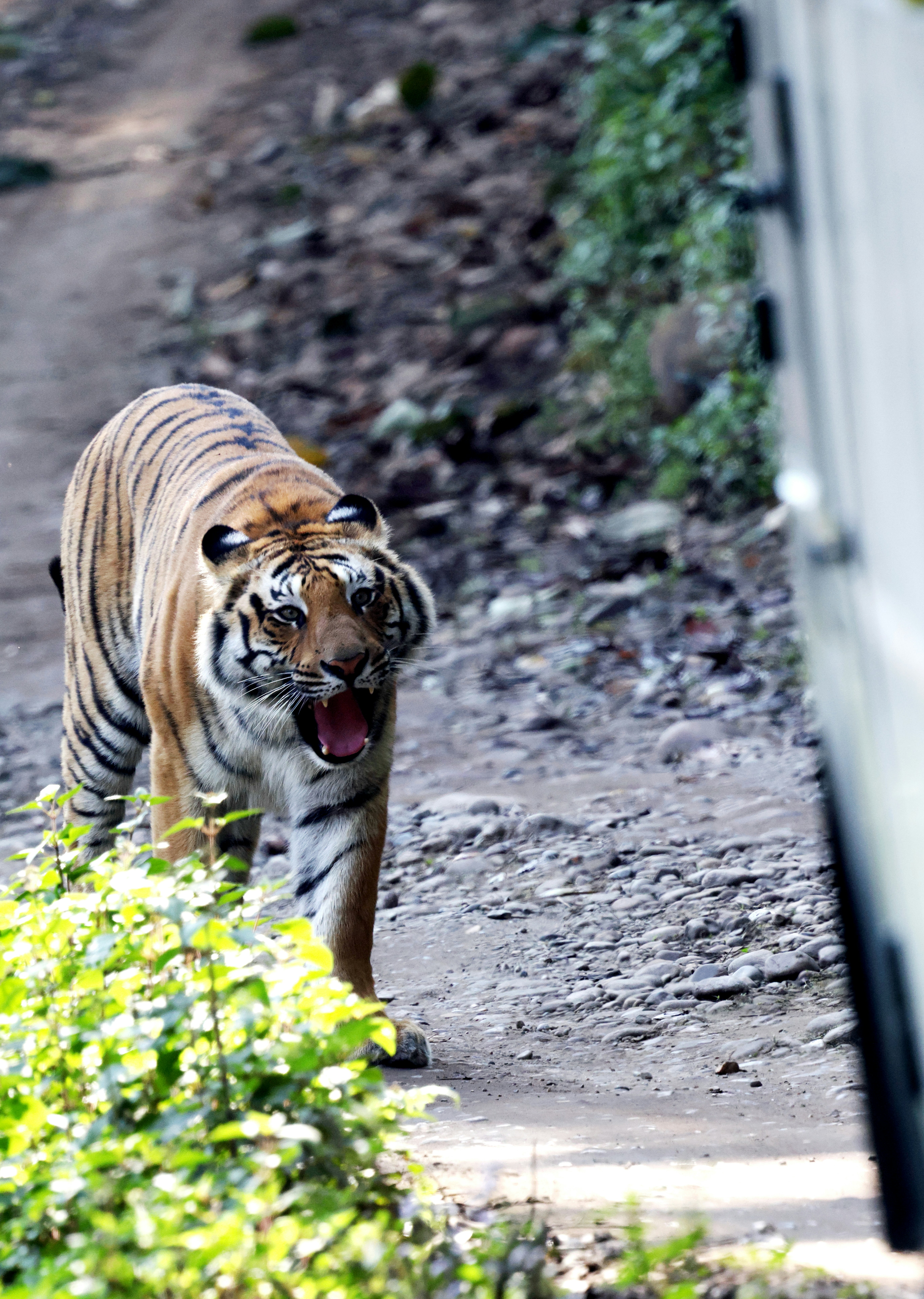 Ein Tiger läuft mit offenem Mund einen Staubweg entlang.