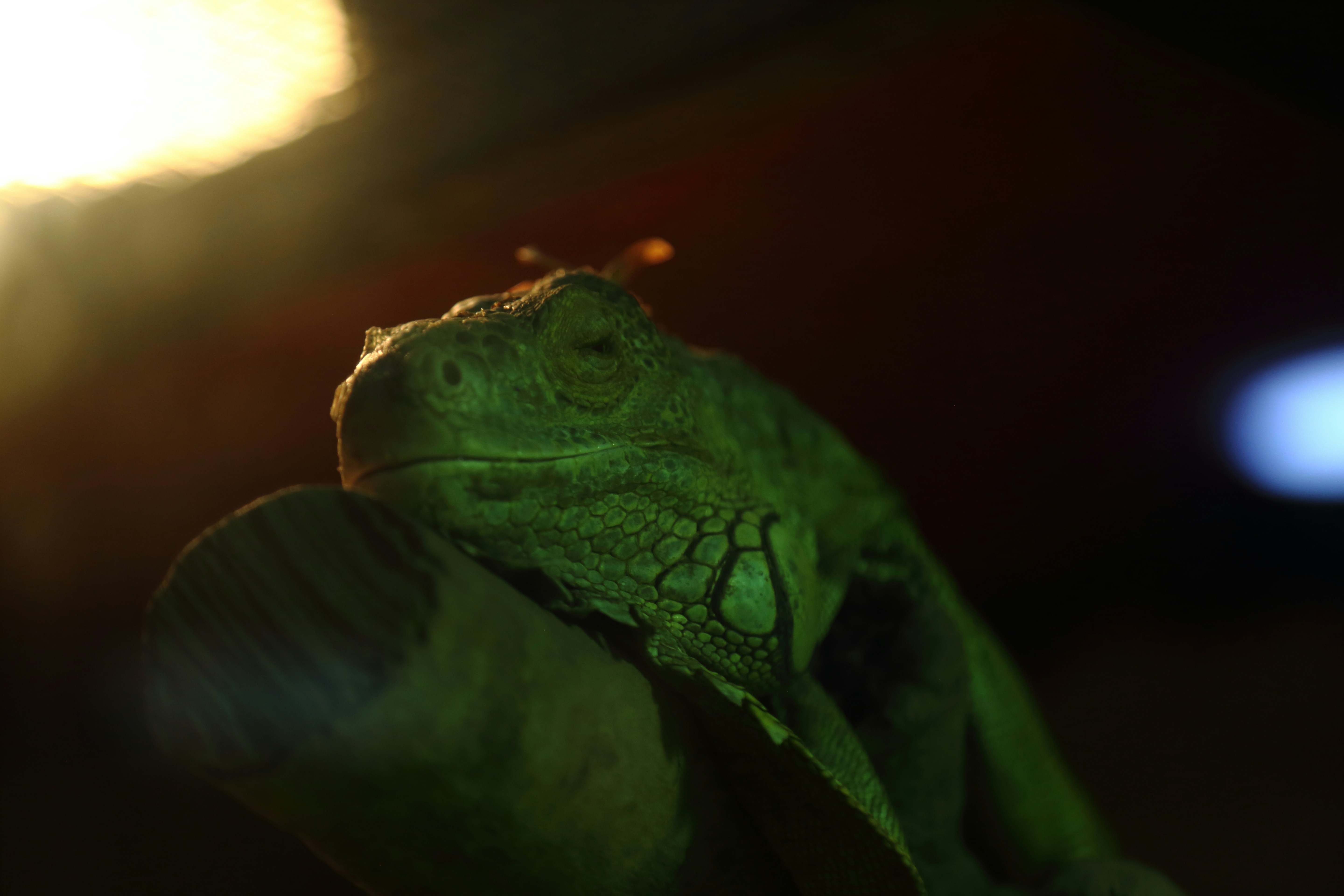 Reptile Heating in Canada