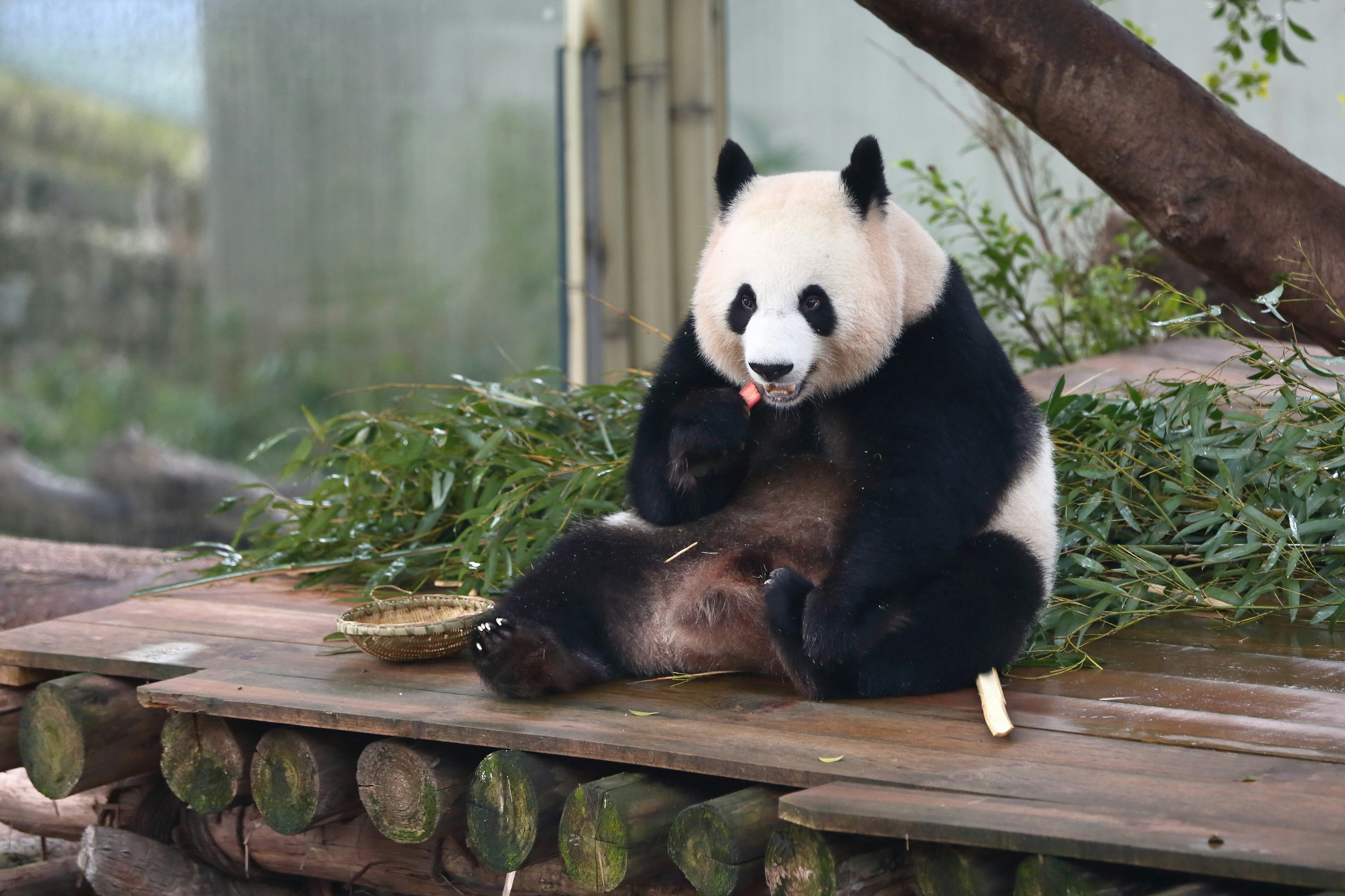 Um panda está sentado em uma plataforma de madeira comendo bambu.