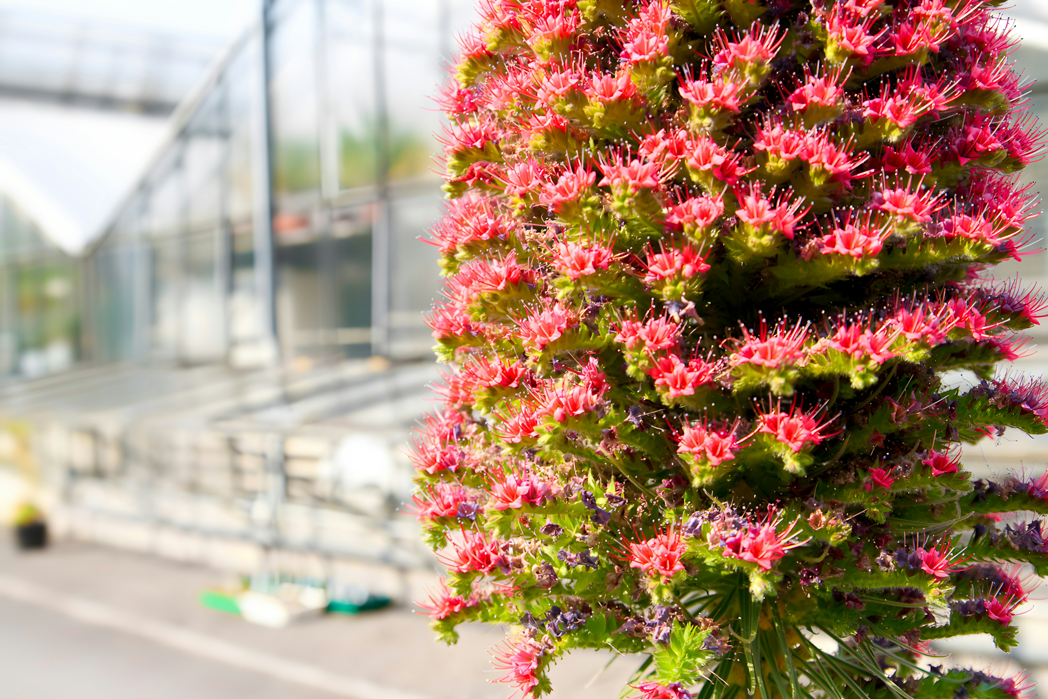 Close-up of a tall pink flowering plant