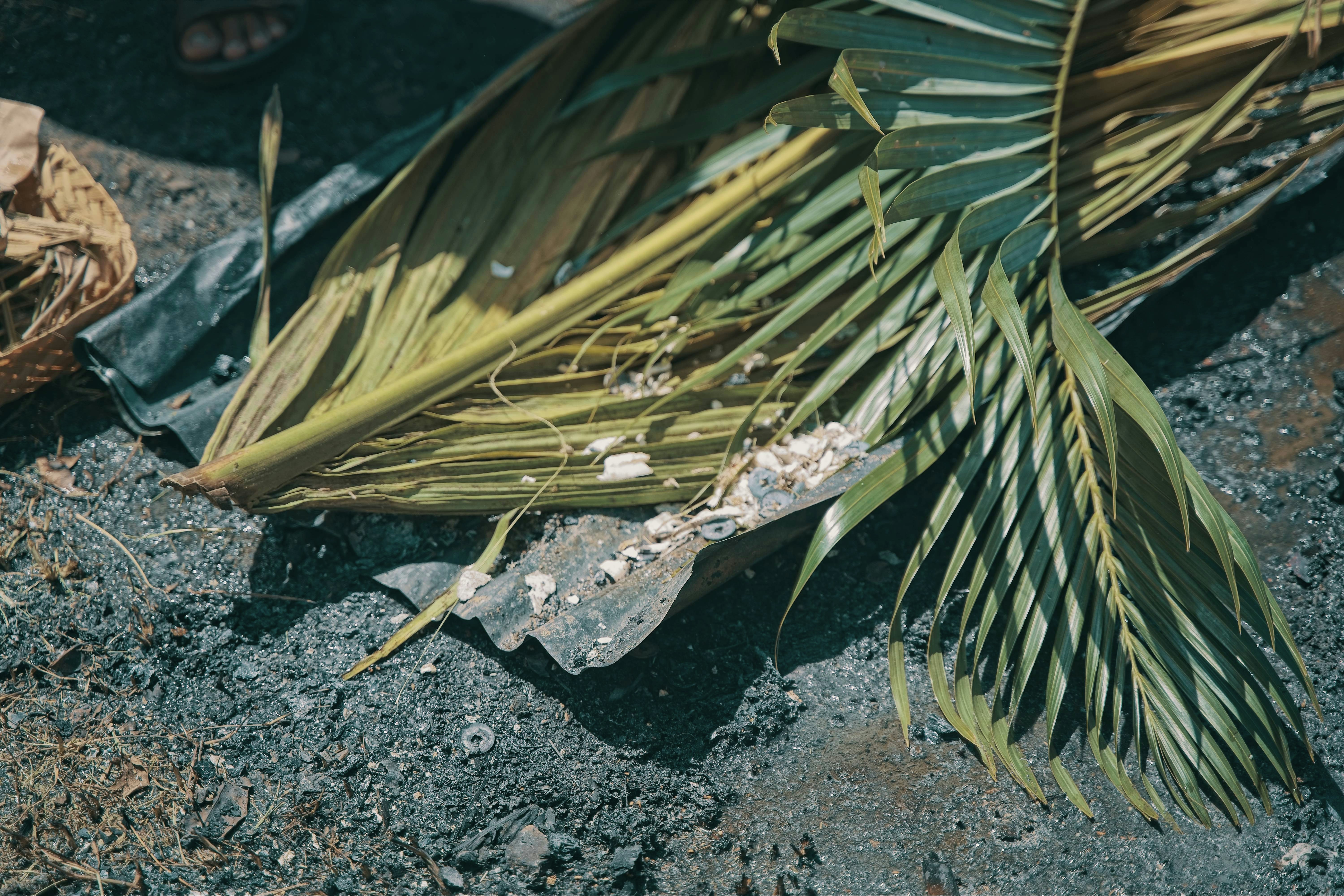 Fallen palm fronds on dark ground