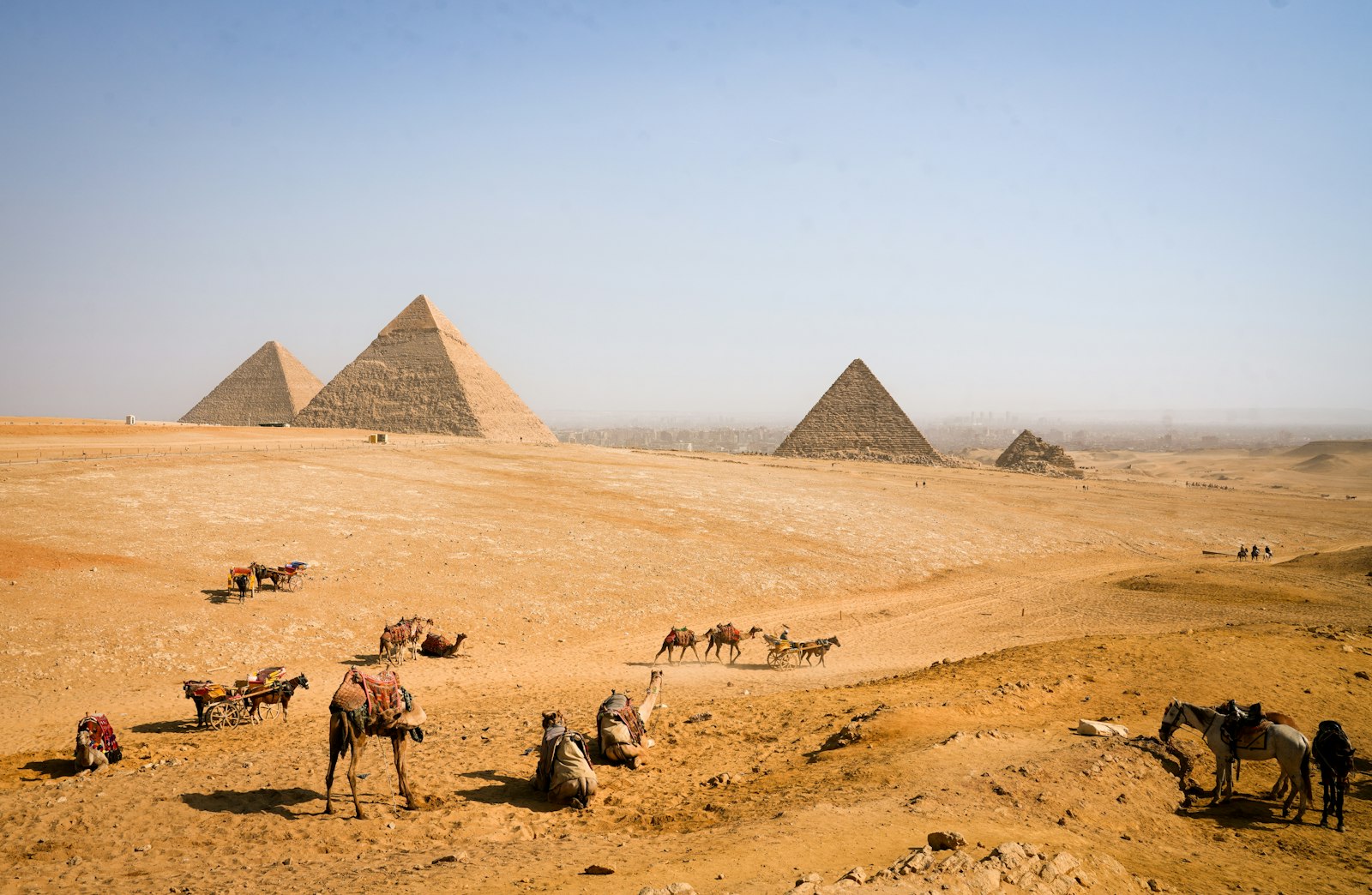 Camels resting near the pyramids in the Egyptian desert