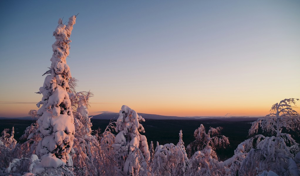 Taiga: The Boreal Forest Circling the Arctic