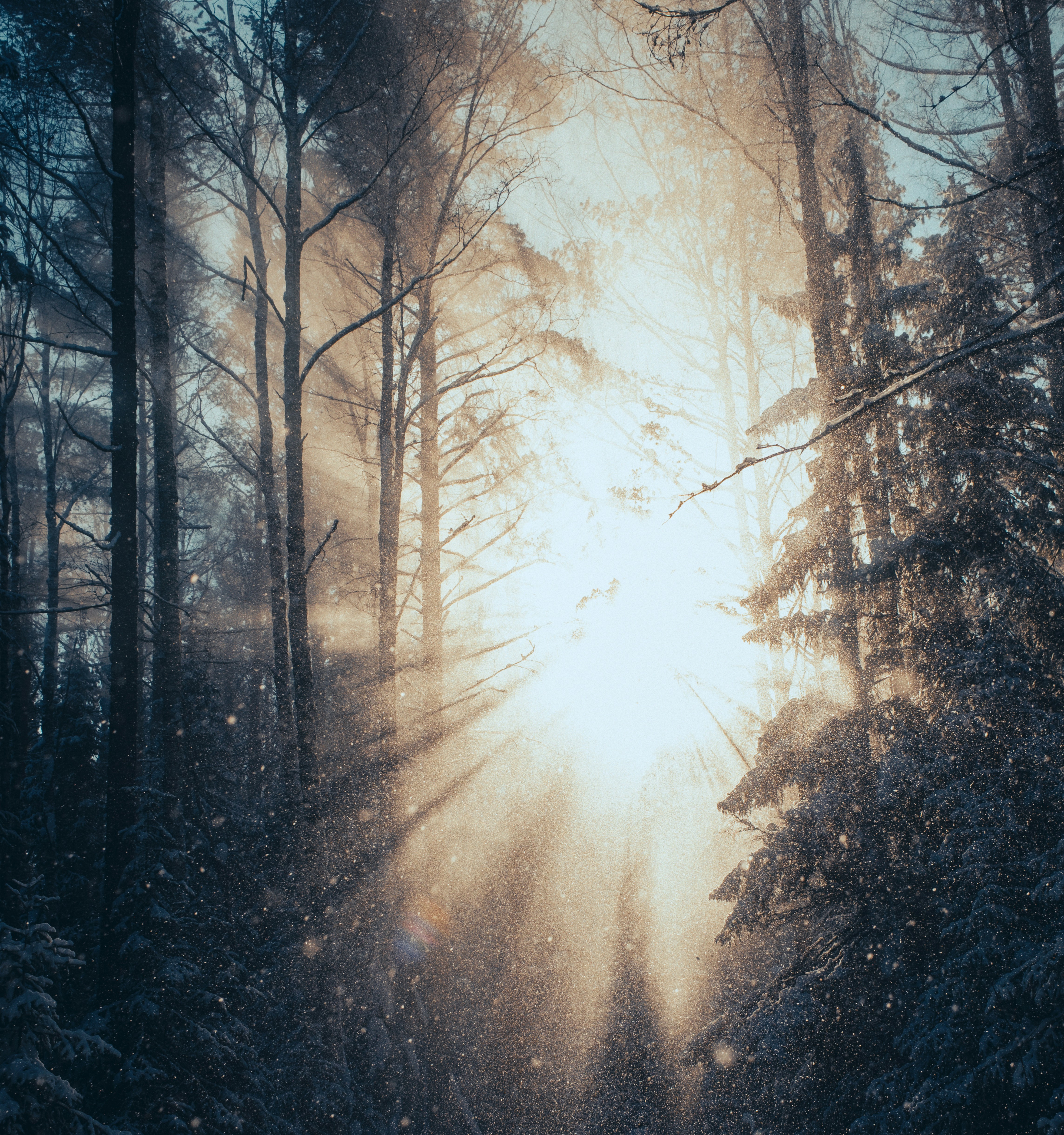 Sunlight streams through snowy forest trees