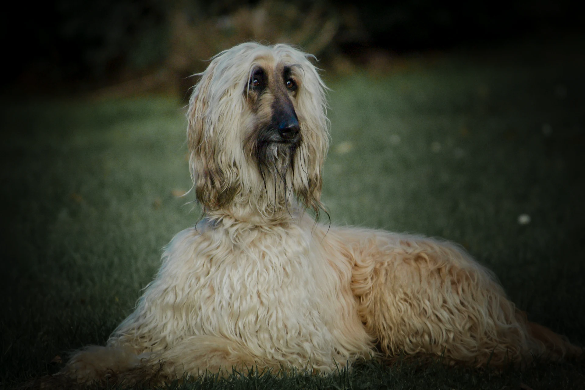 An Afghan Hound