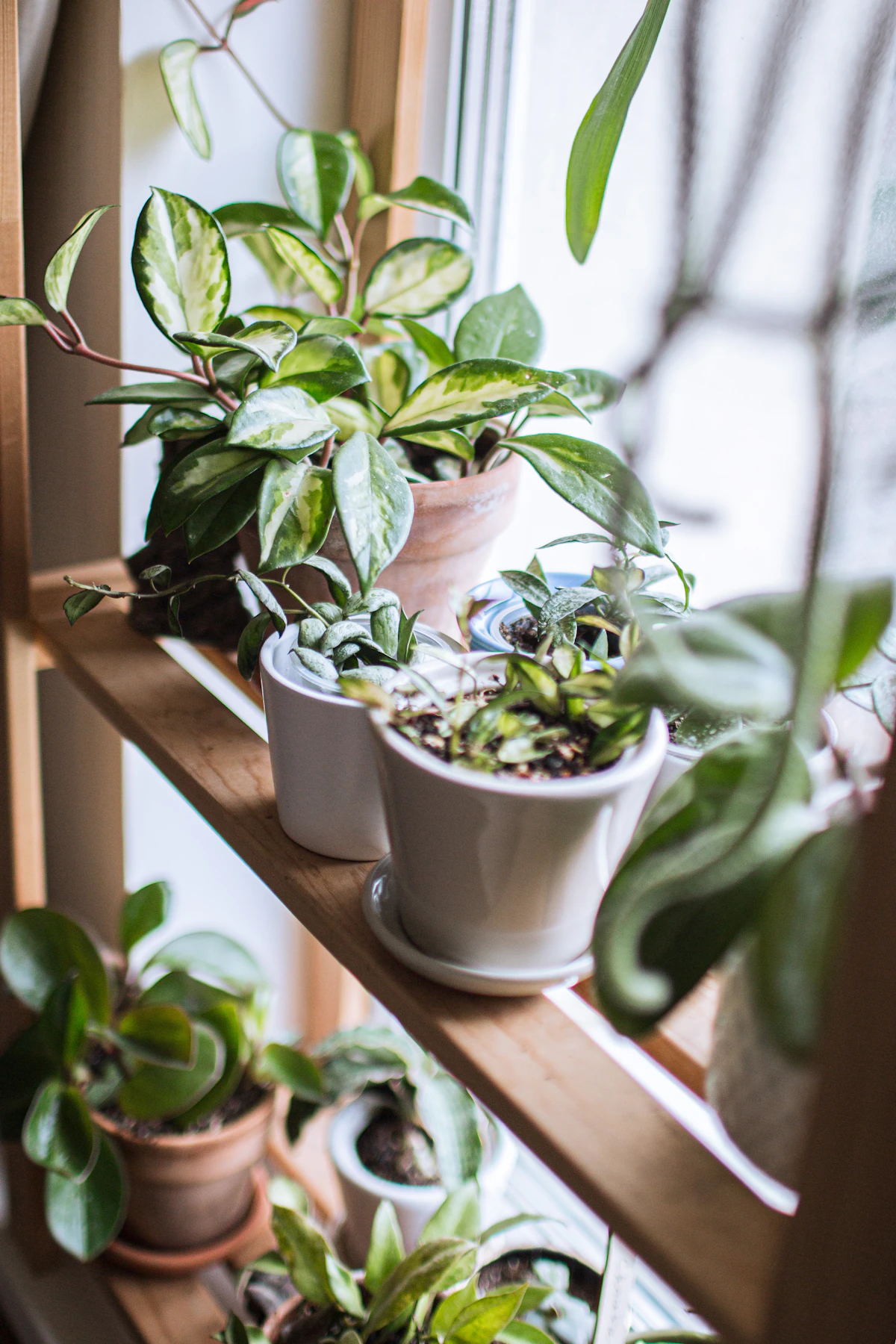 Collection of potted foliage plants arranged on an indoor shelf