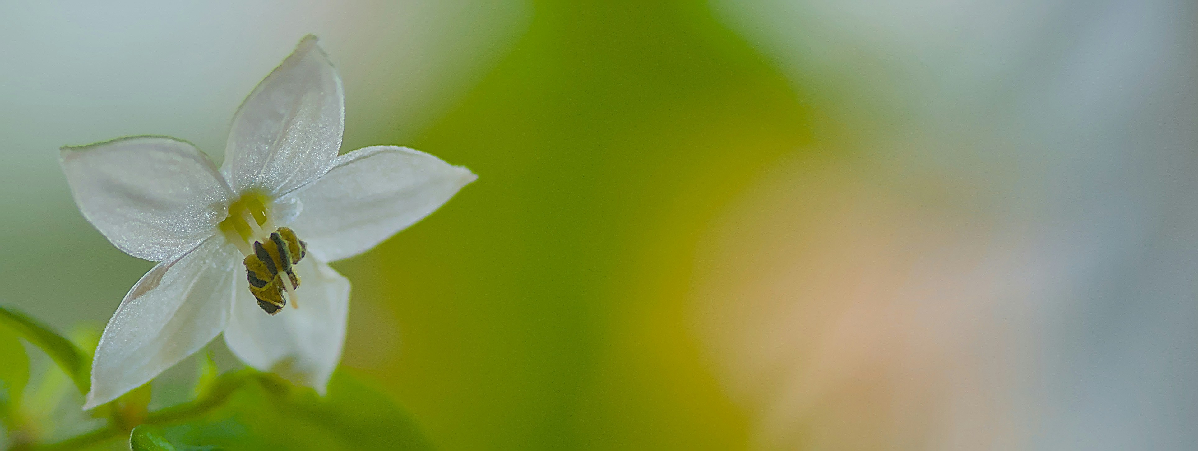 Photo by carolgauthier