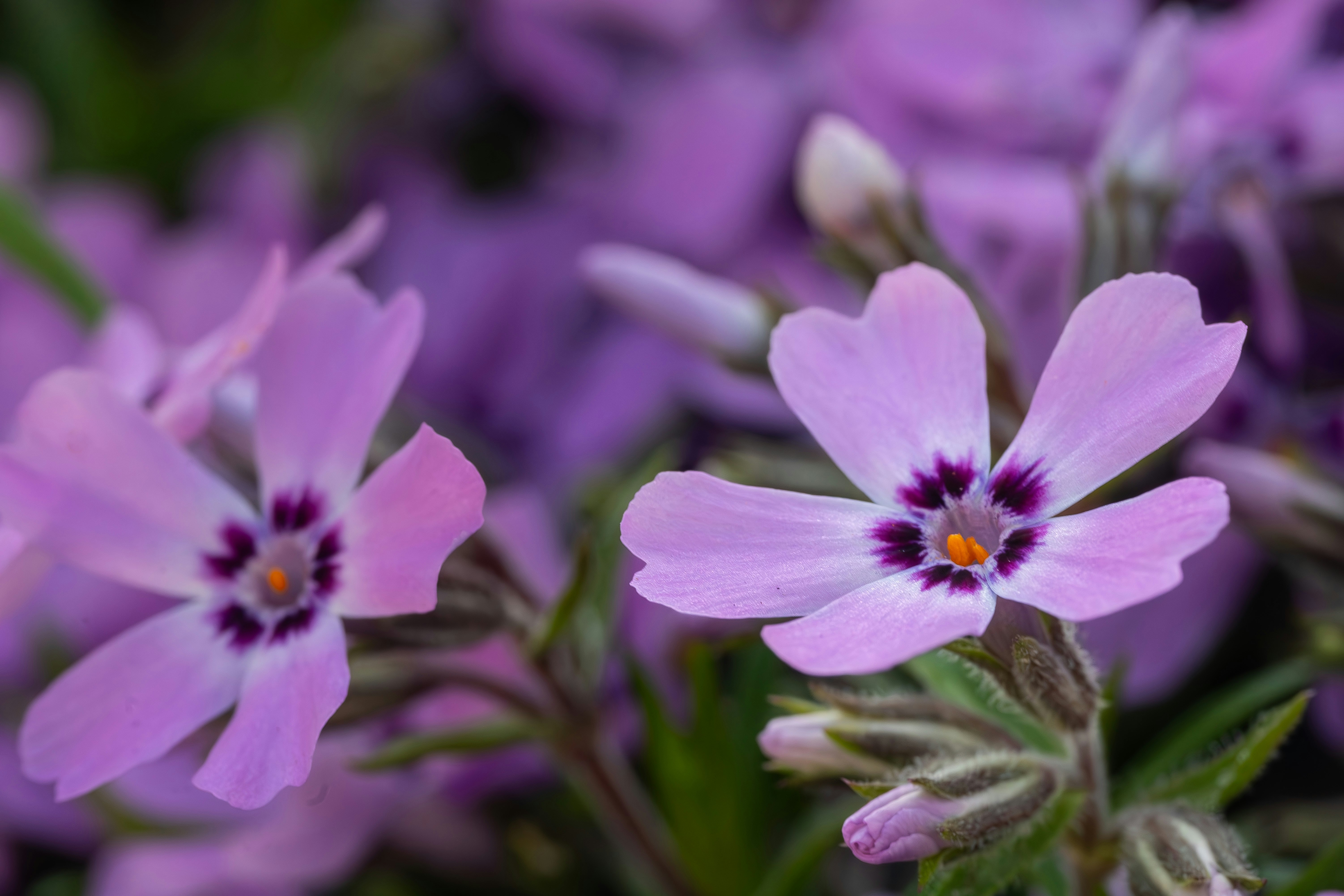 Photo by carolgauthier