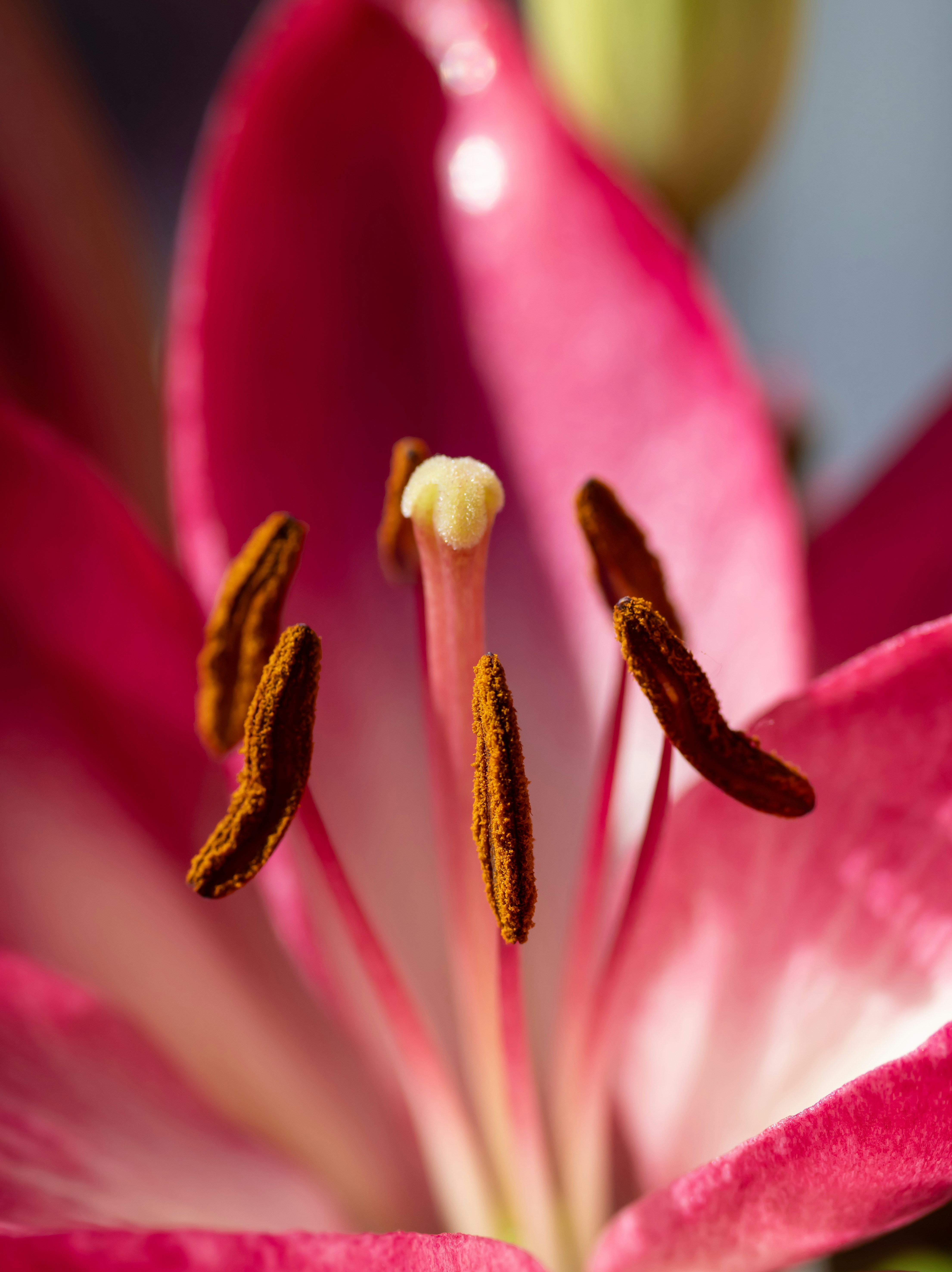 Photo by carolgauthier