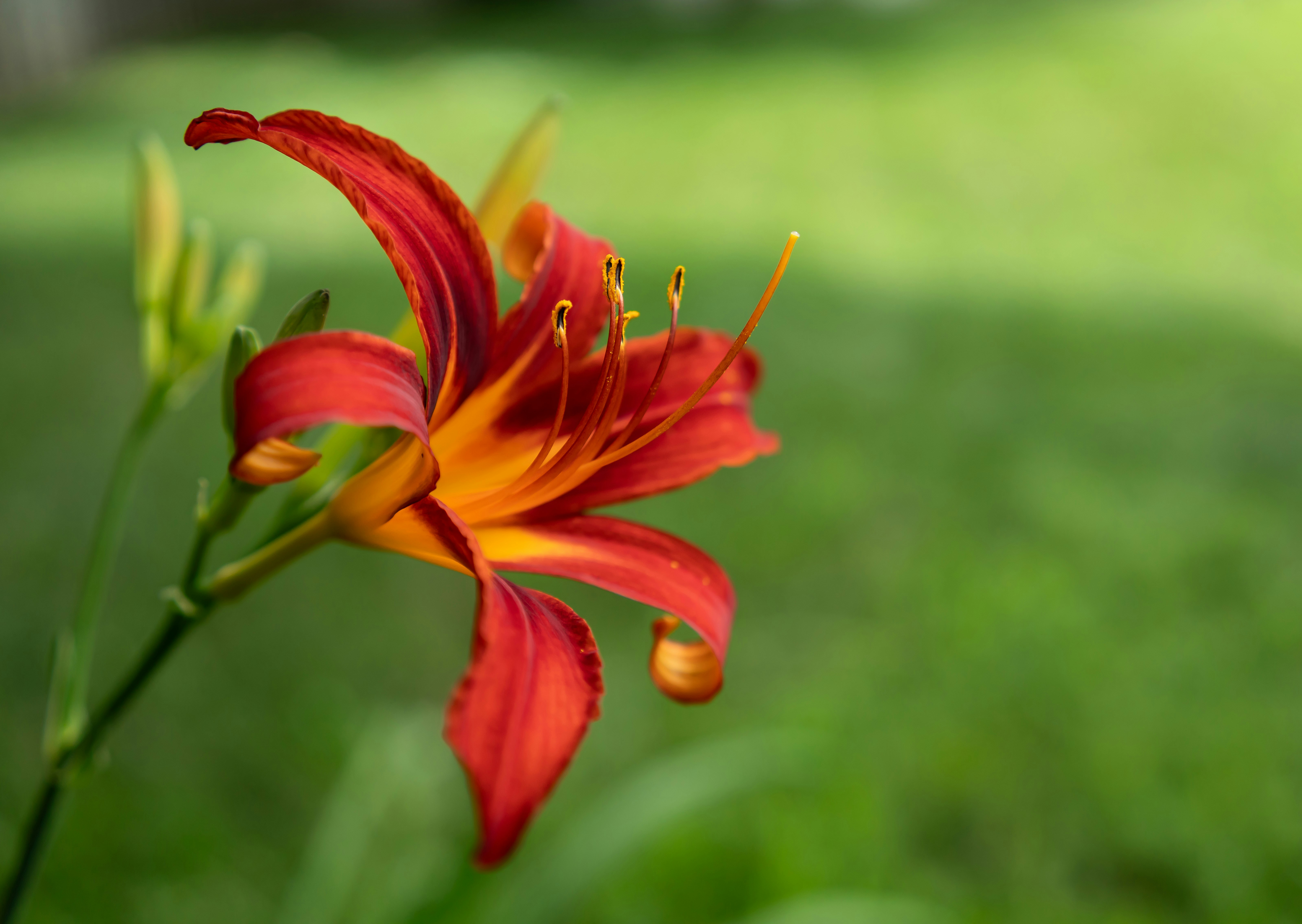 Photo by carolgauthier