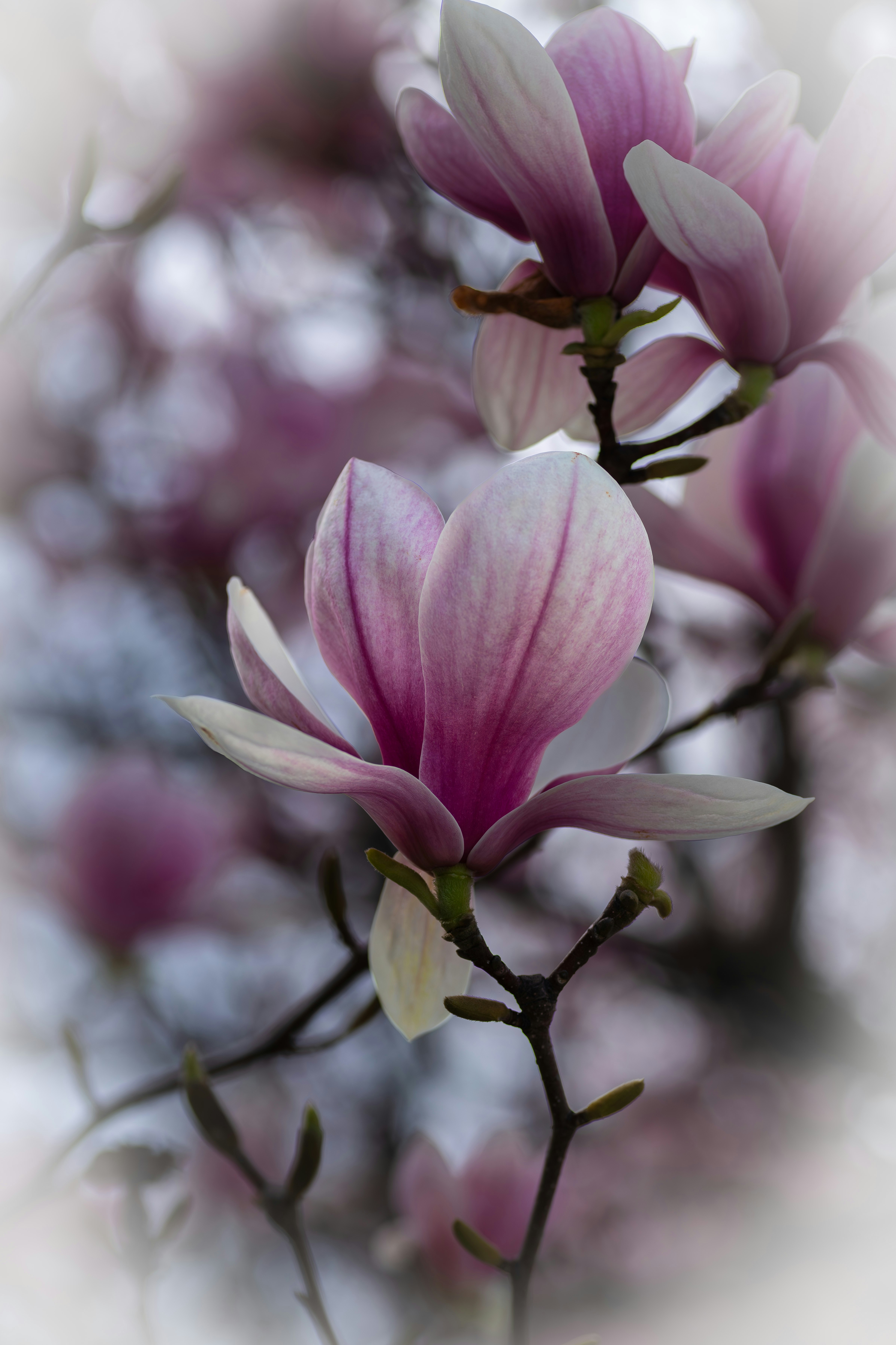 Photo by carolgauthier