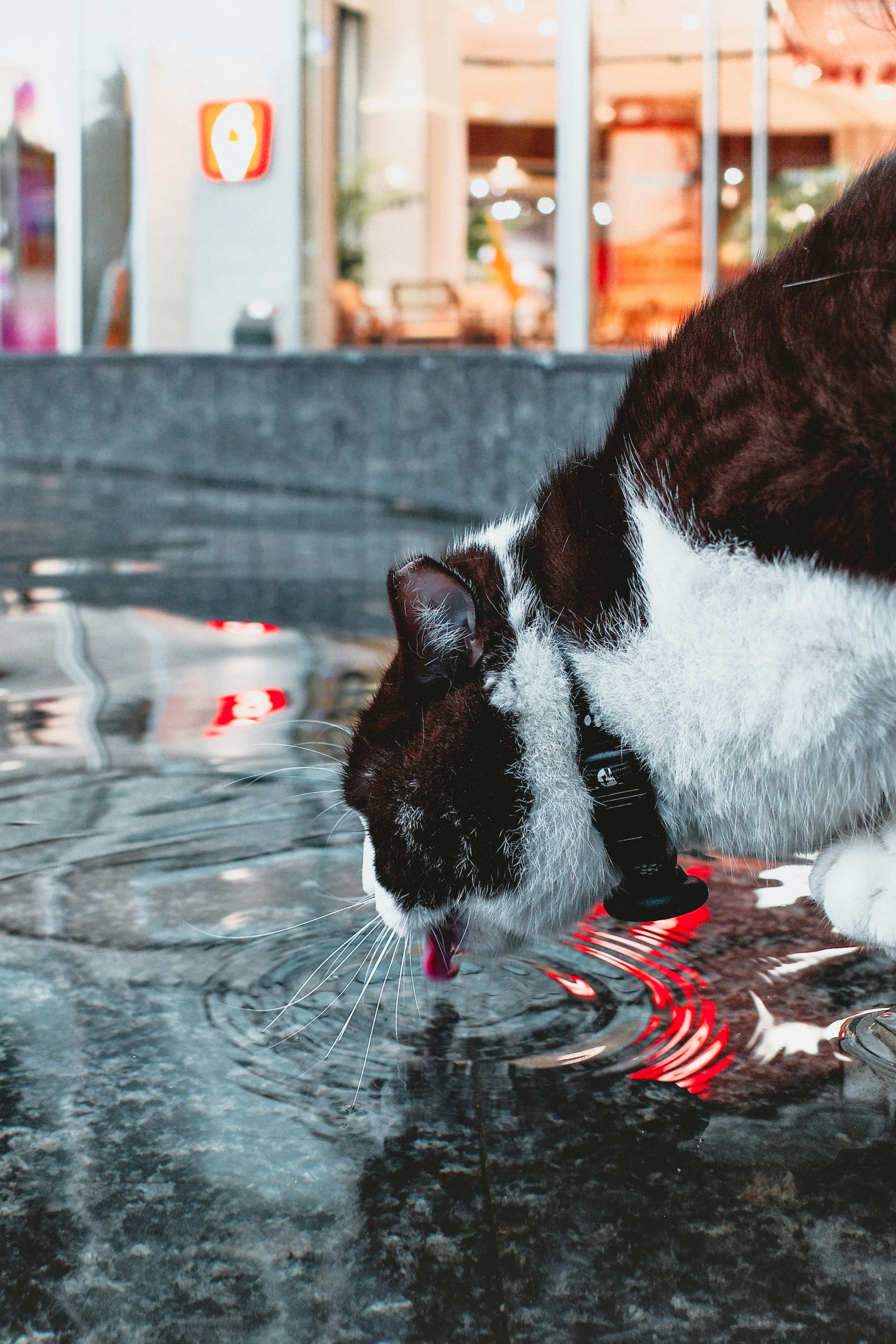 A black and white cat drinks water from a puddle.
