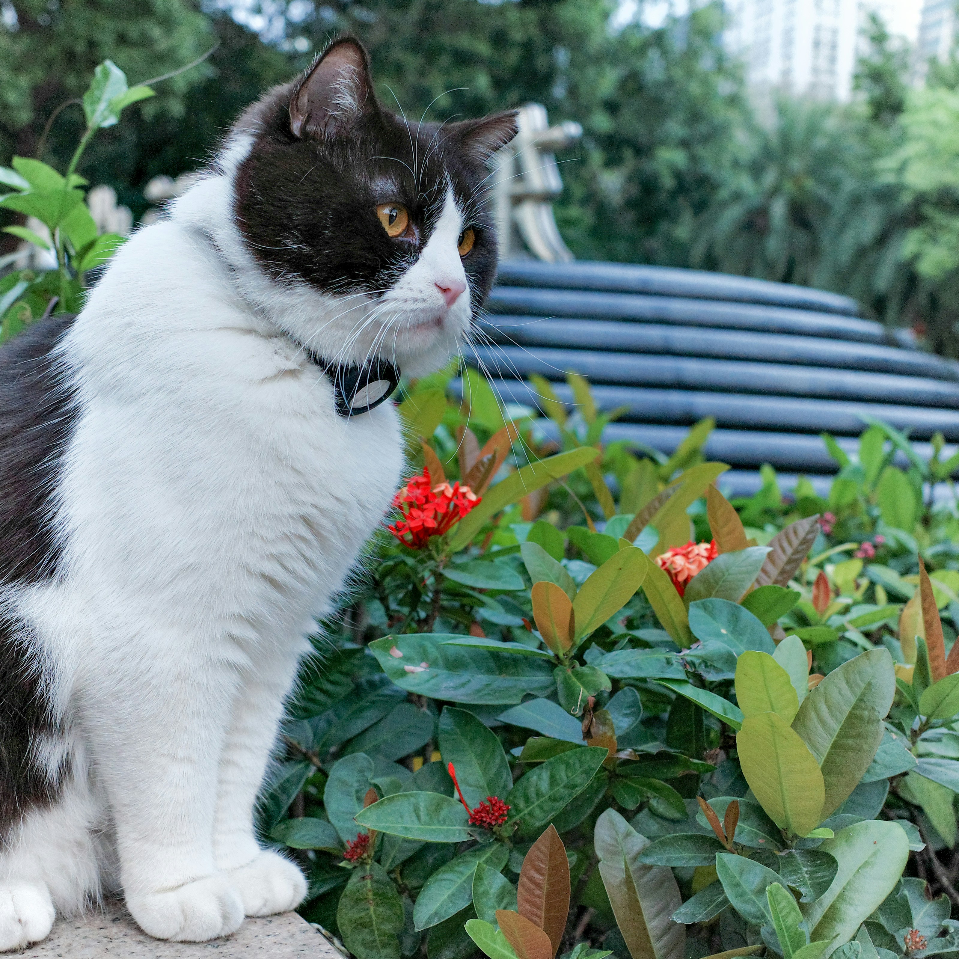 A black and white cat sits near green plants.
