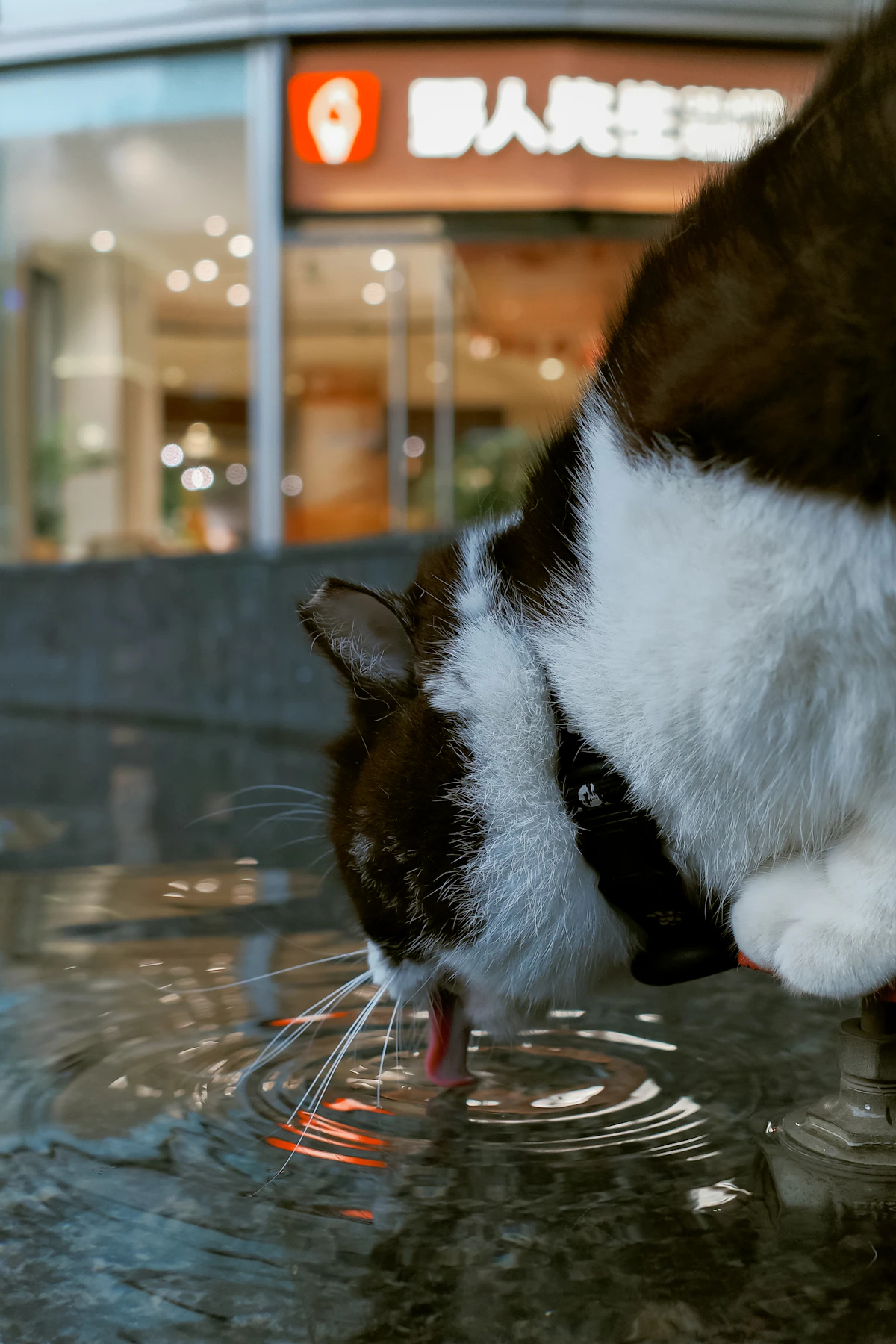 Gato bebiendo agua de una fuente para mascotas