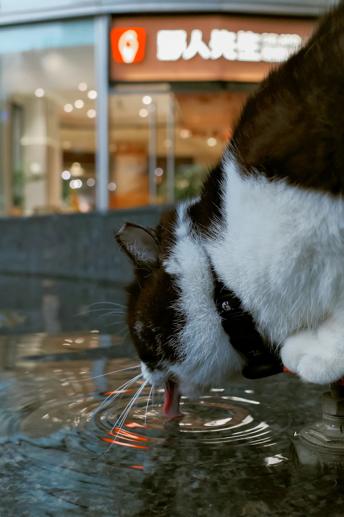 Taille des croquettes : pourquoi elle compte pour chien et chat ?