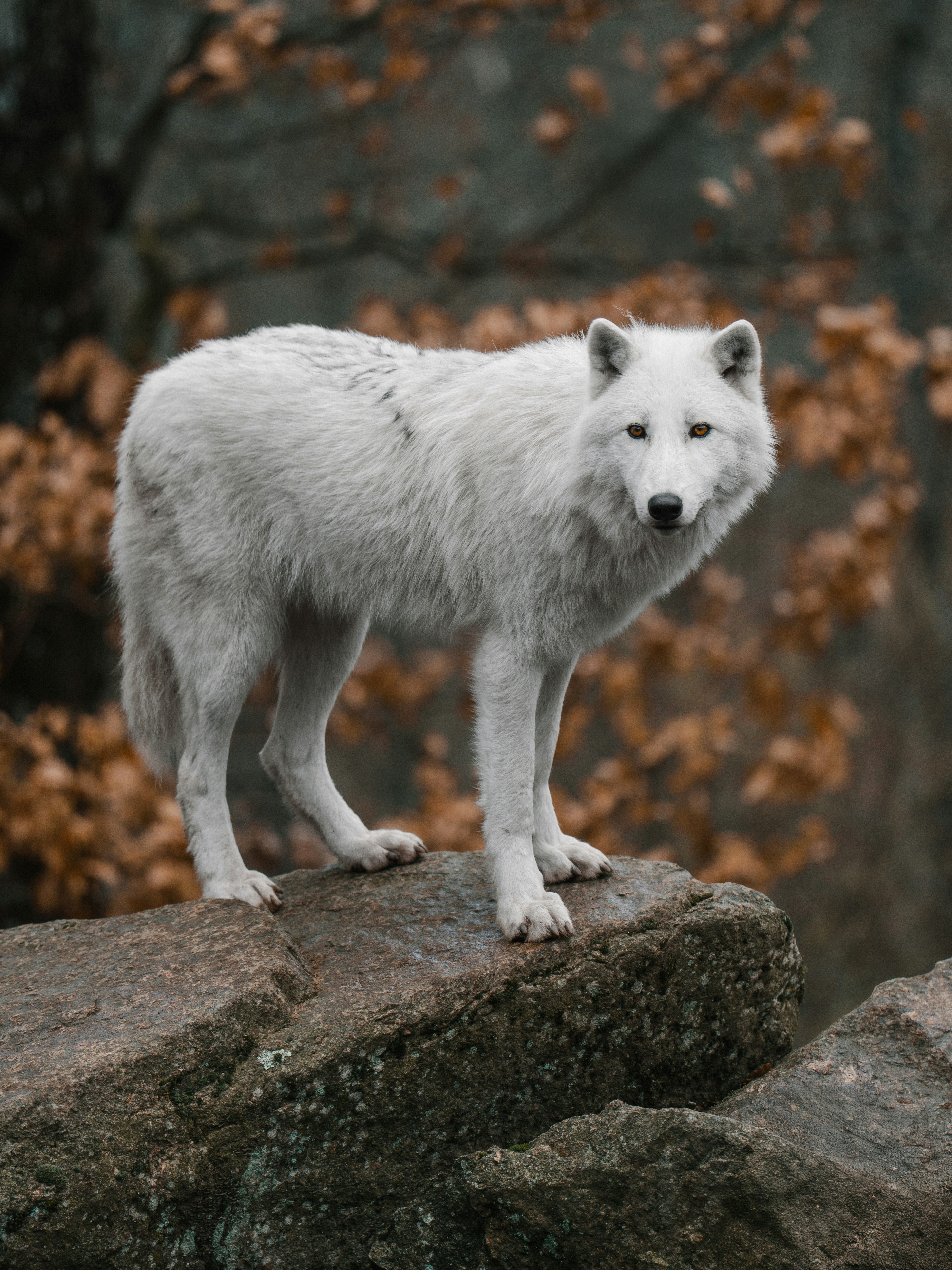 Un loup blanc se tient sur un rocher.