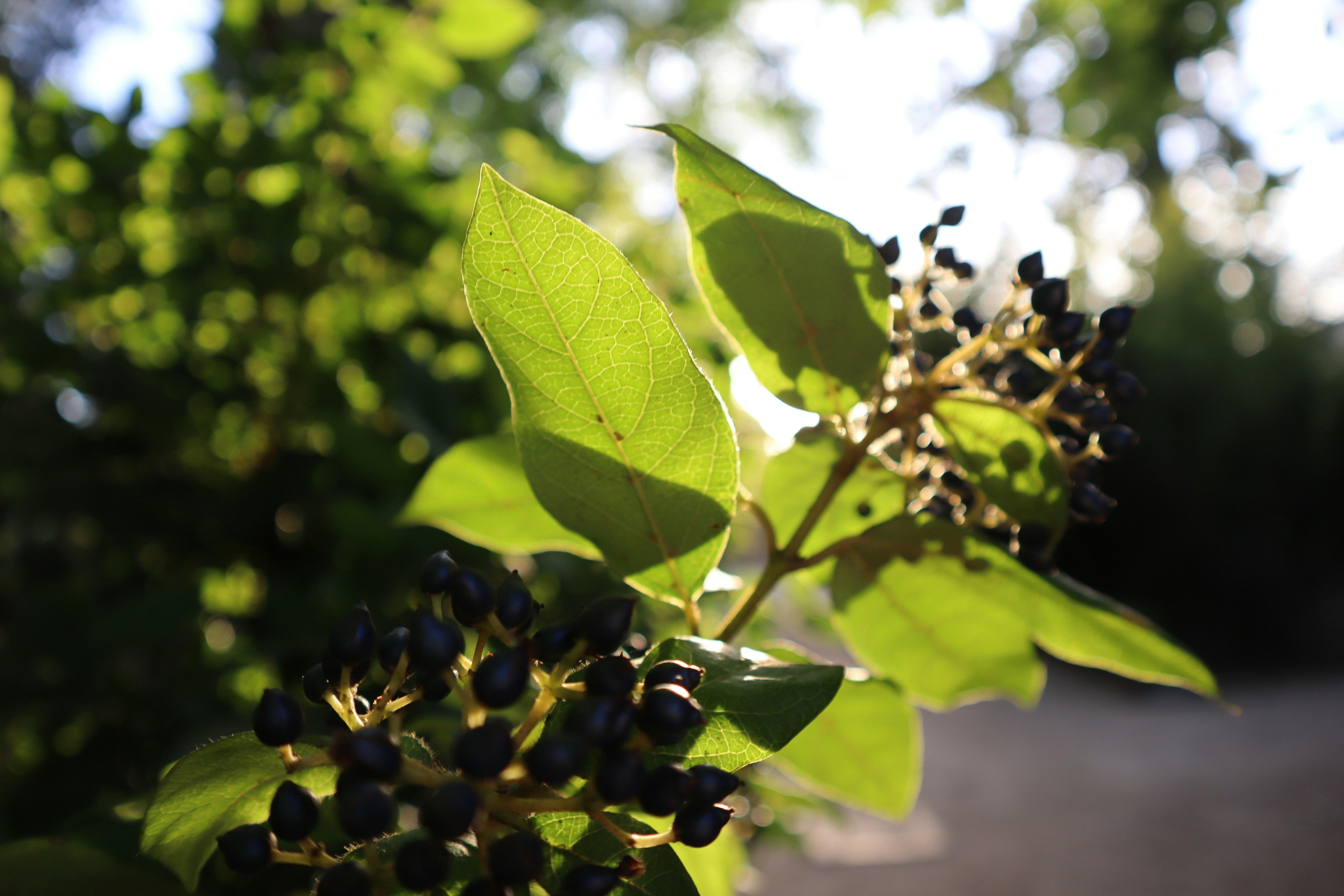 Photo by bajouncieloazul