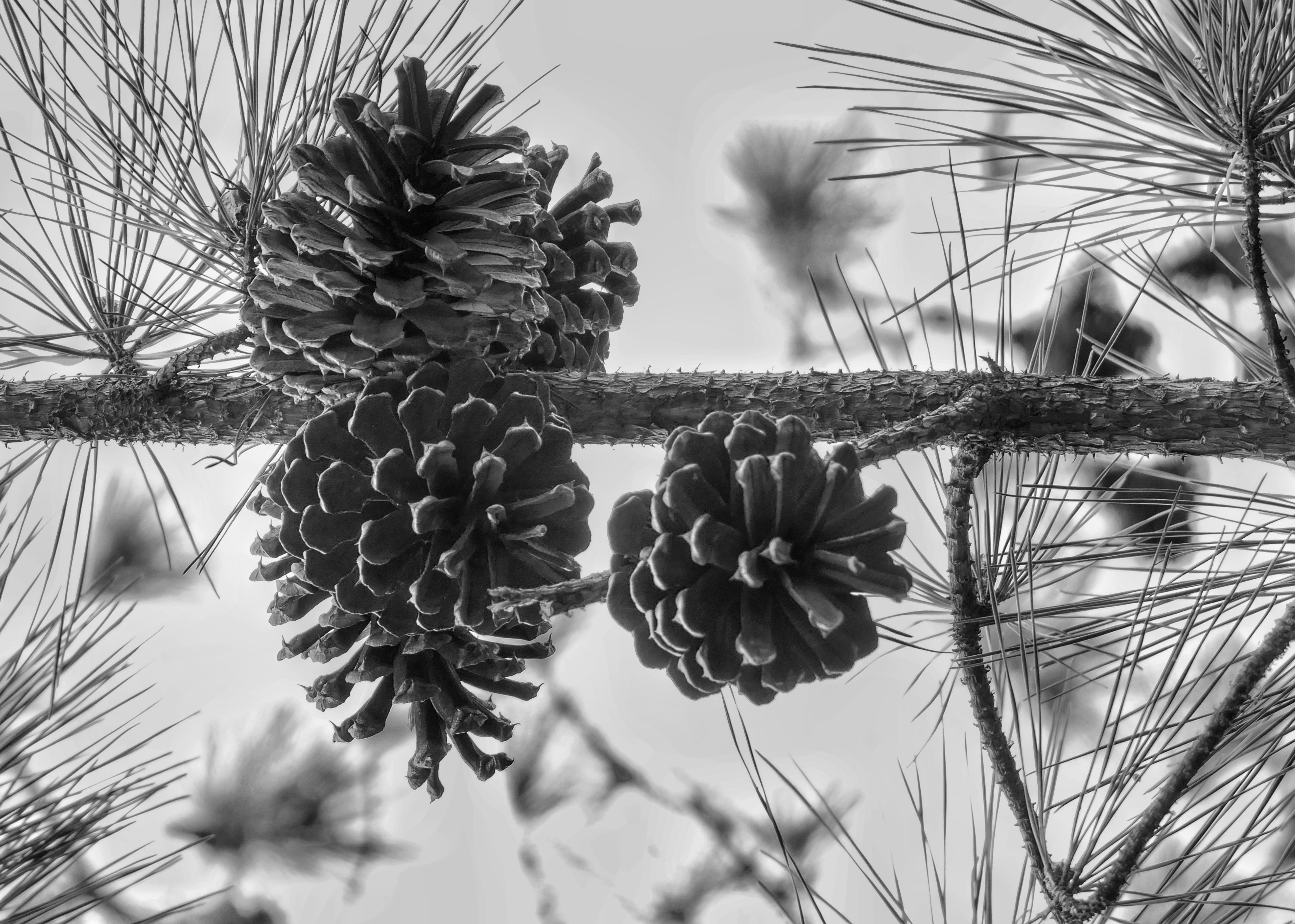 Kiefernzapfen hängen an einem Ast.