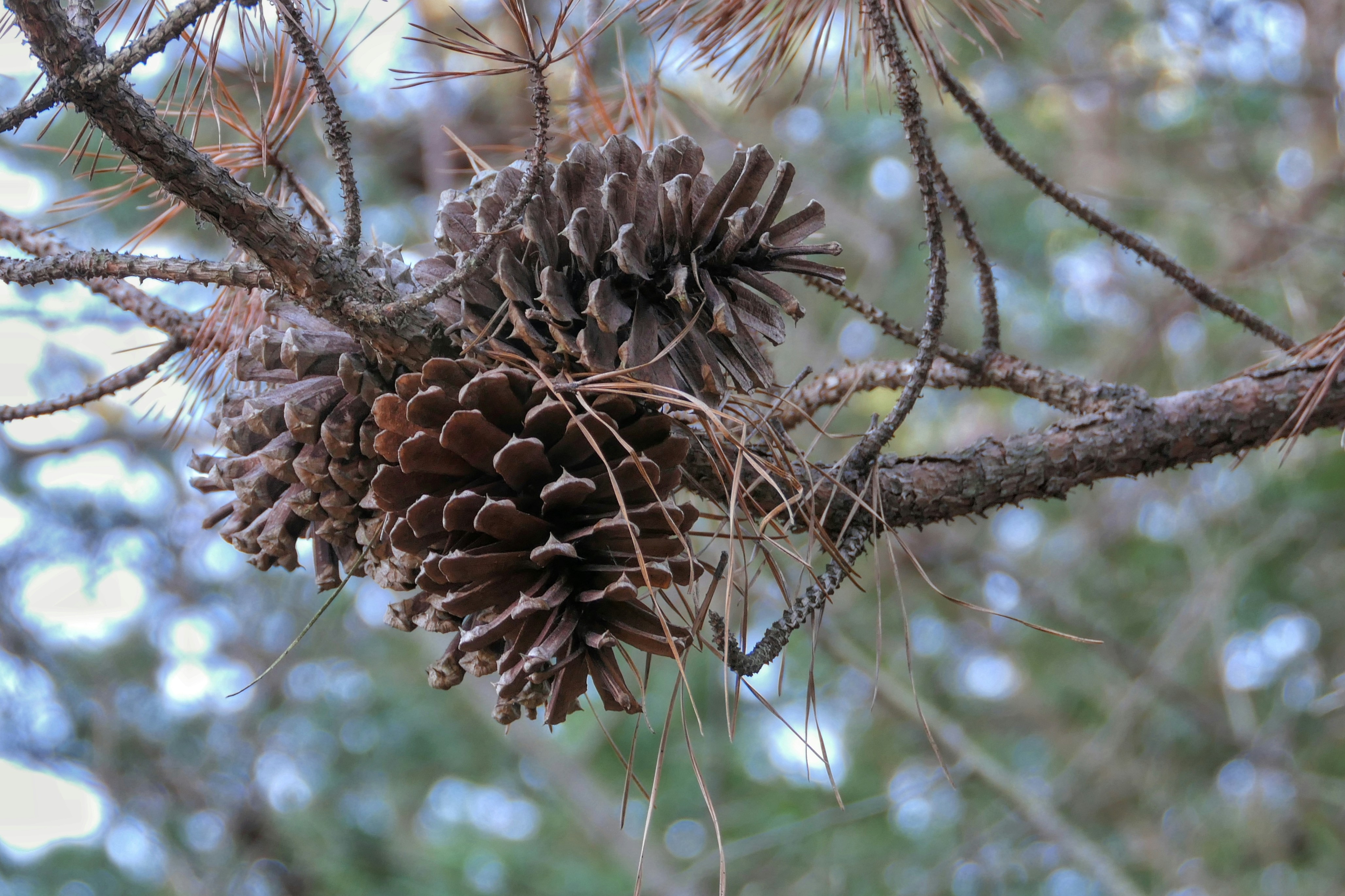 Kiefernzapfen gruppieren sich auf einem Kiefernast.